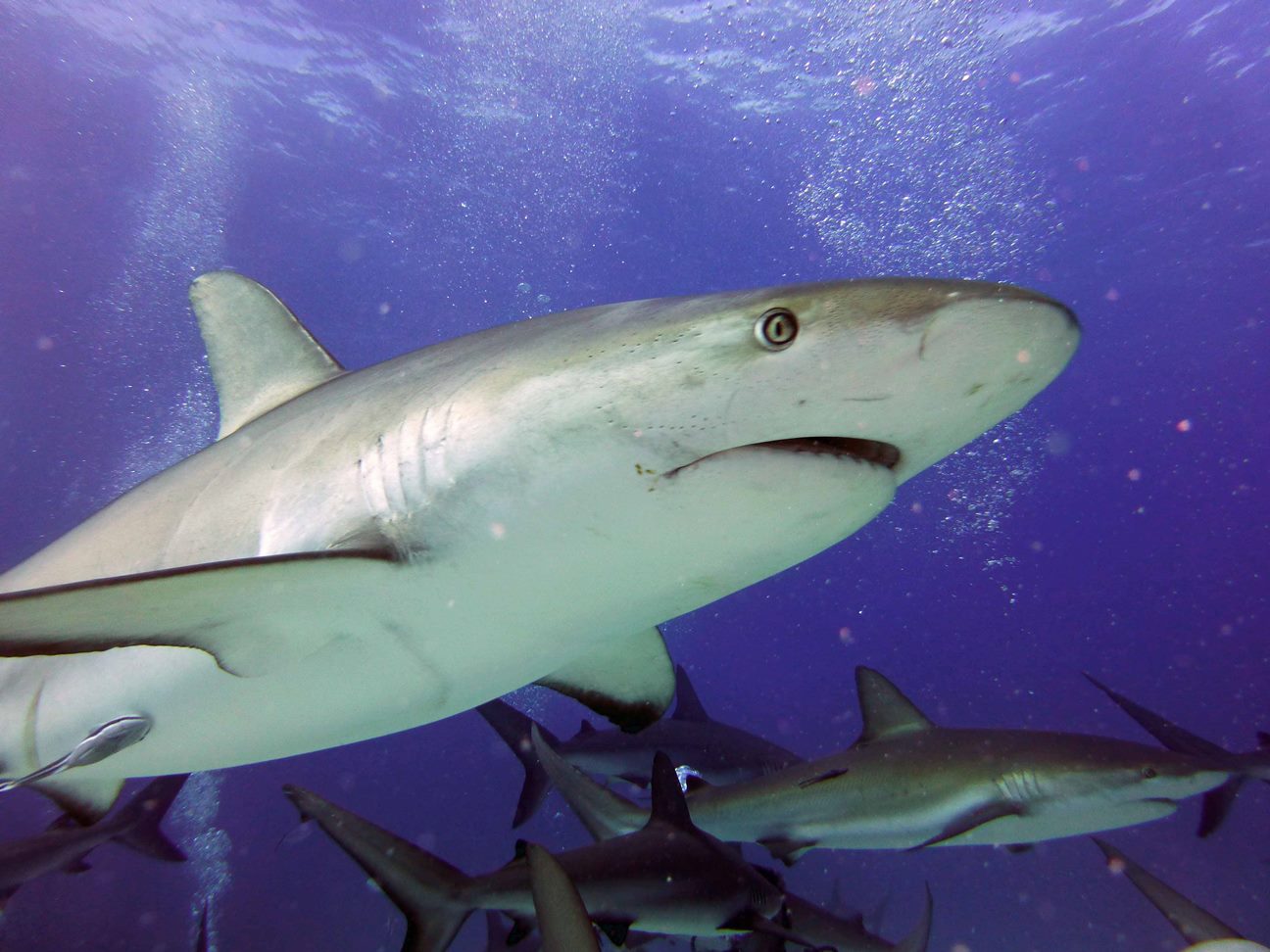 Caribbean reef shark, New Providence 2013.