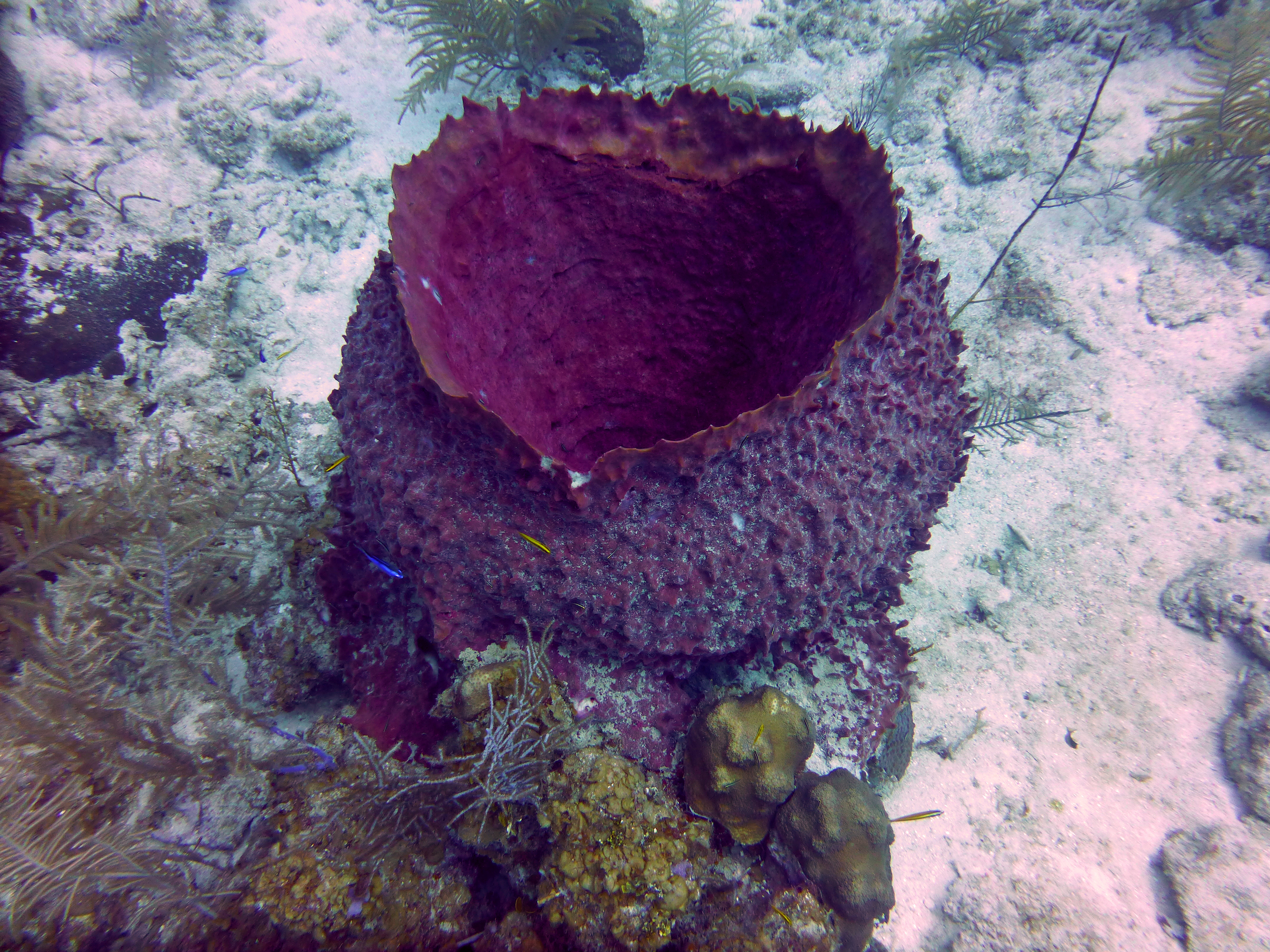 Giant barrel sponge, Grand Cayman 2017.