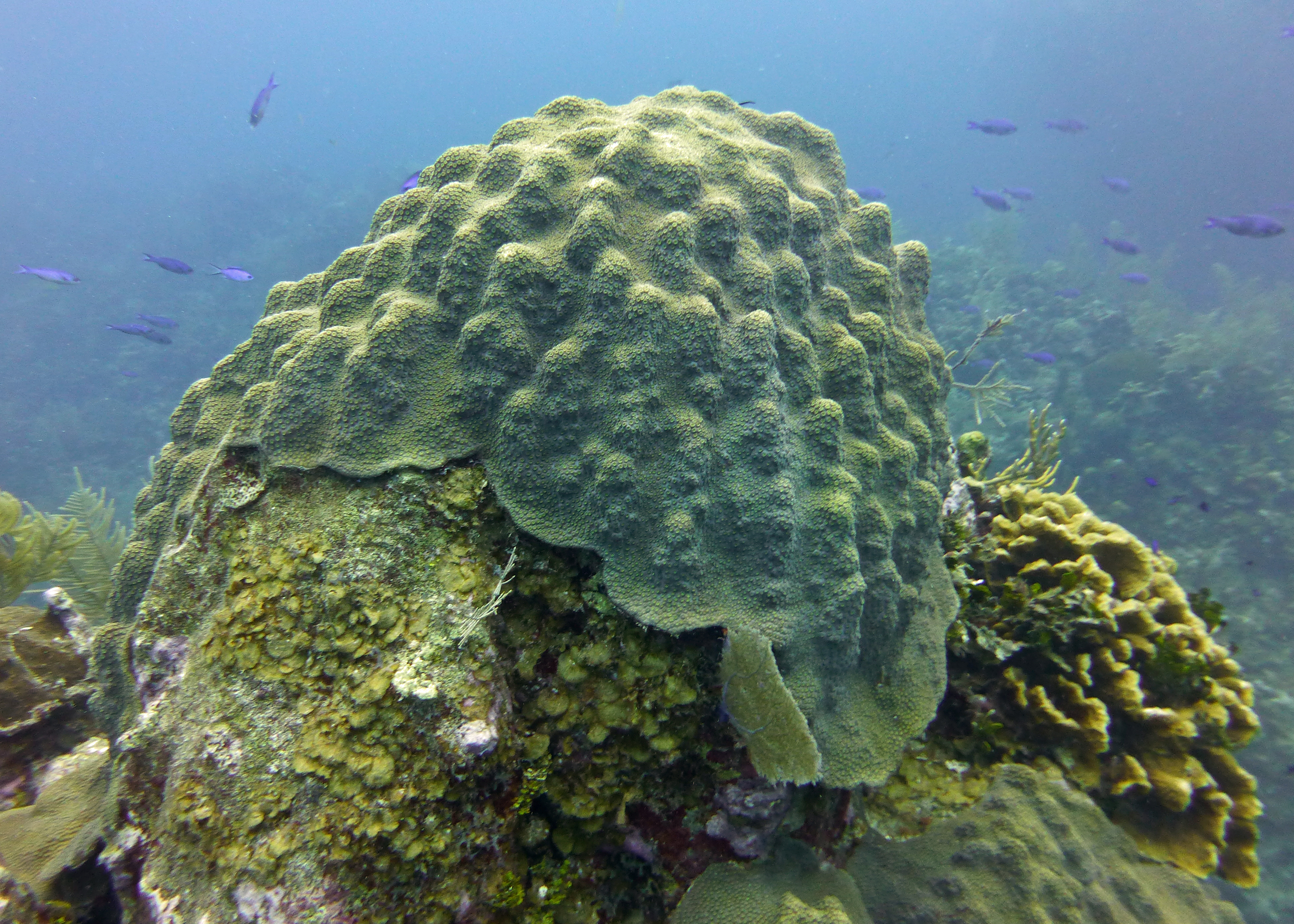 Orbicella, moutainous star coral, Grand Cayman 2017.
