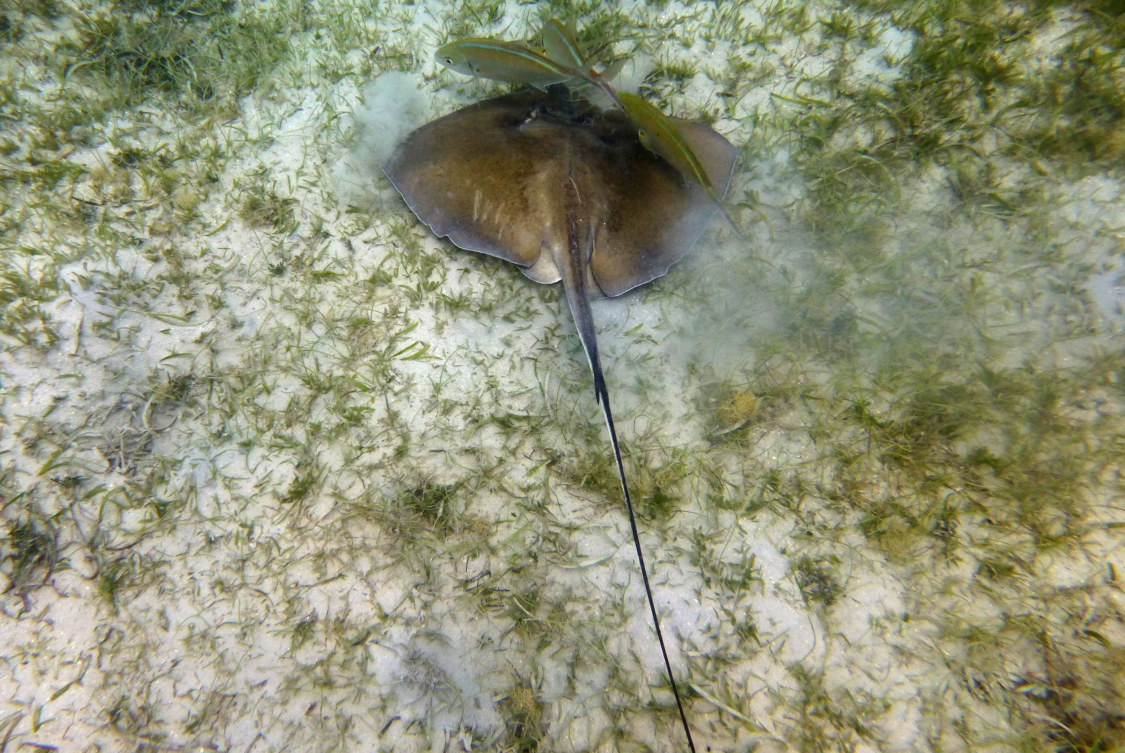 Southern stingray, St. John's 2017.
