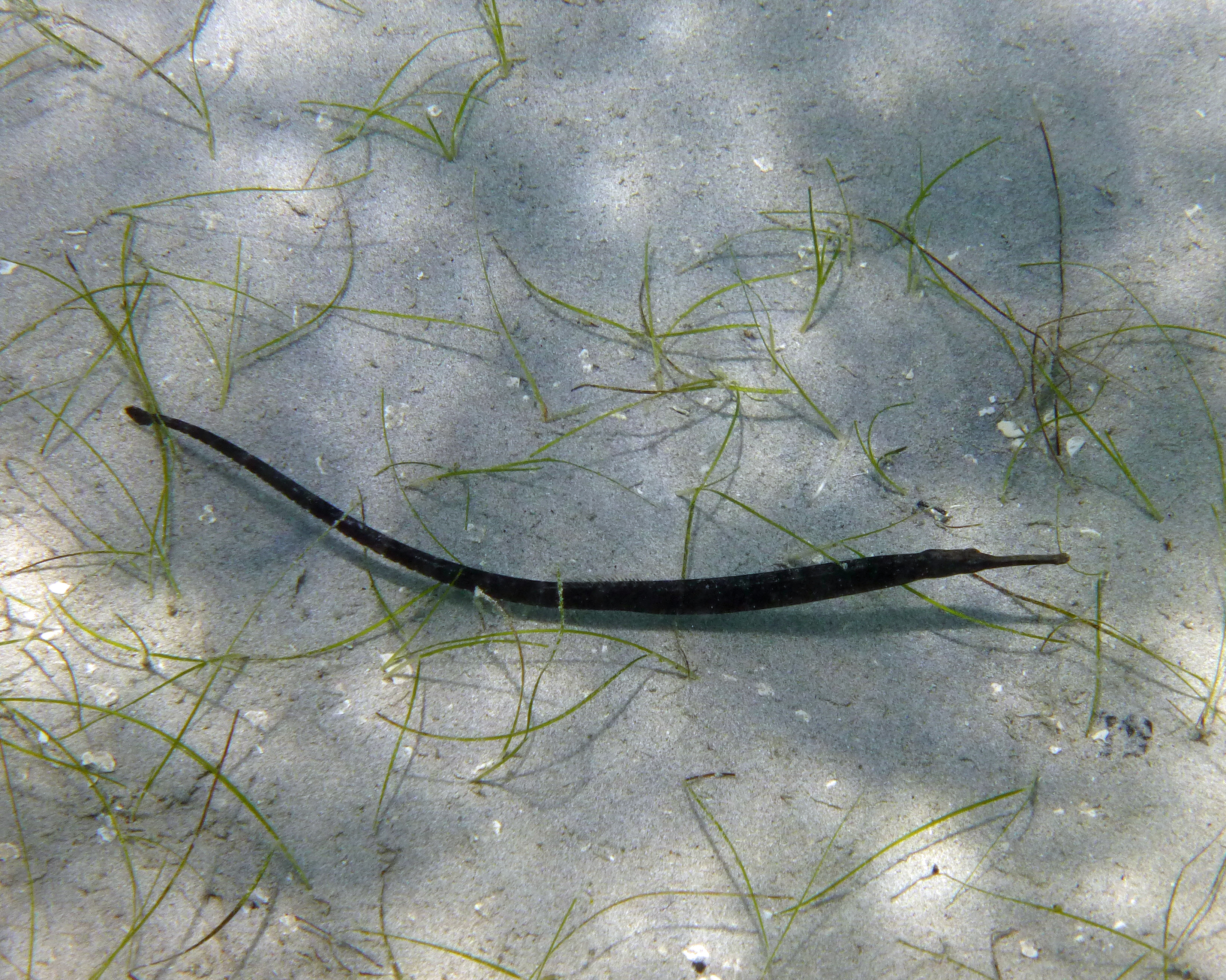 Shortfin pipefish, St. John's 2017.