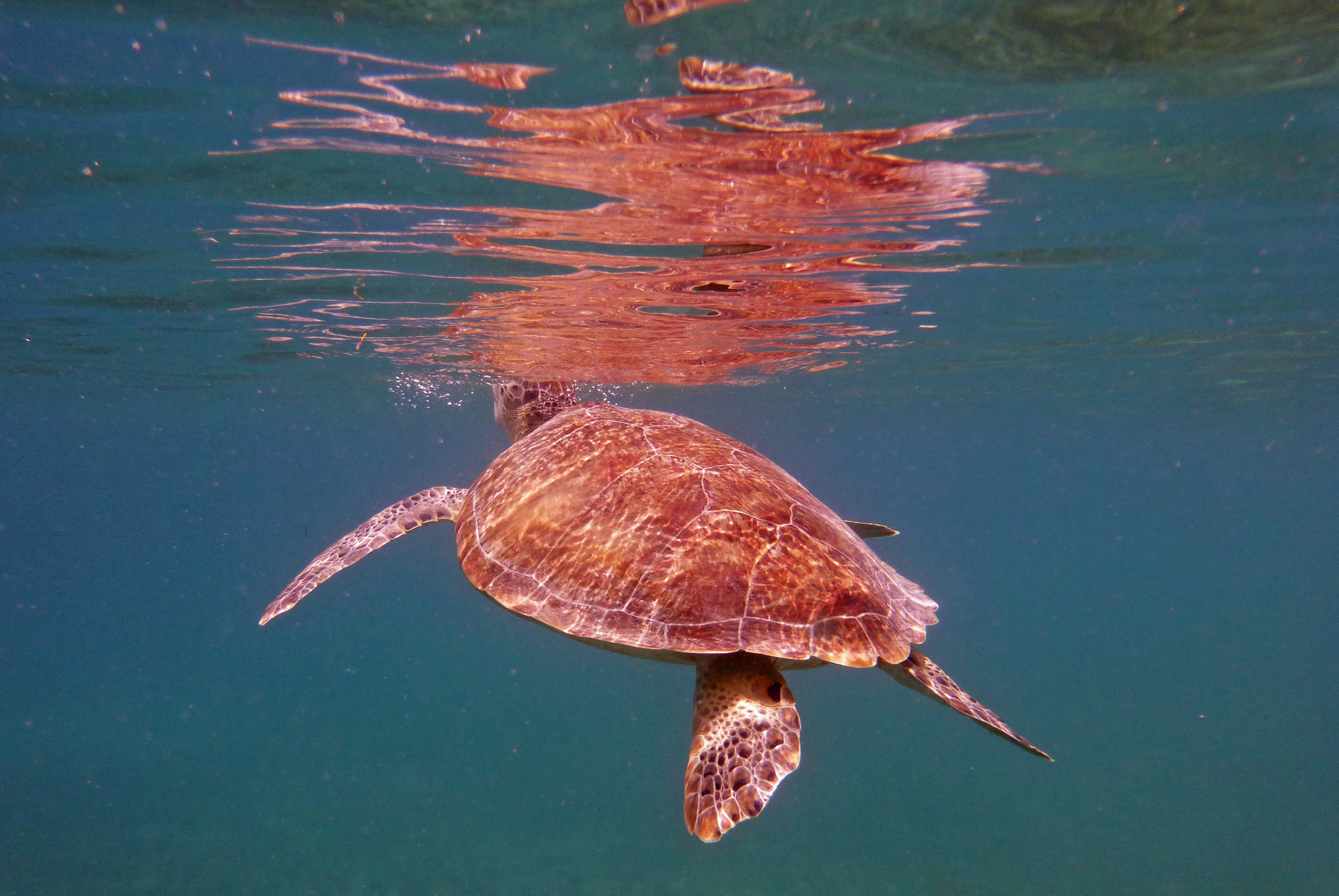 Green sea turtle surfacing, St. John's 2017.