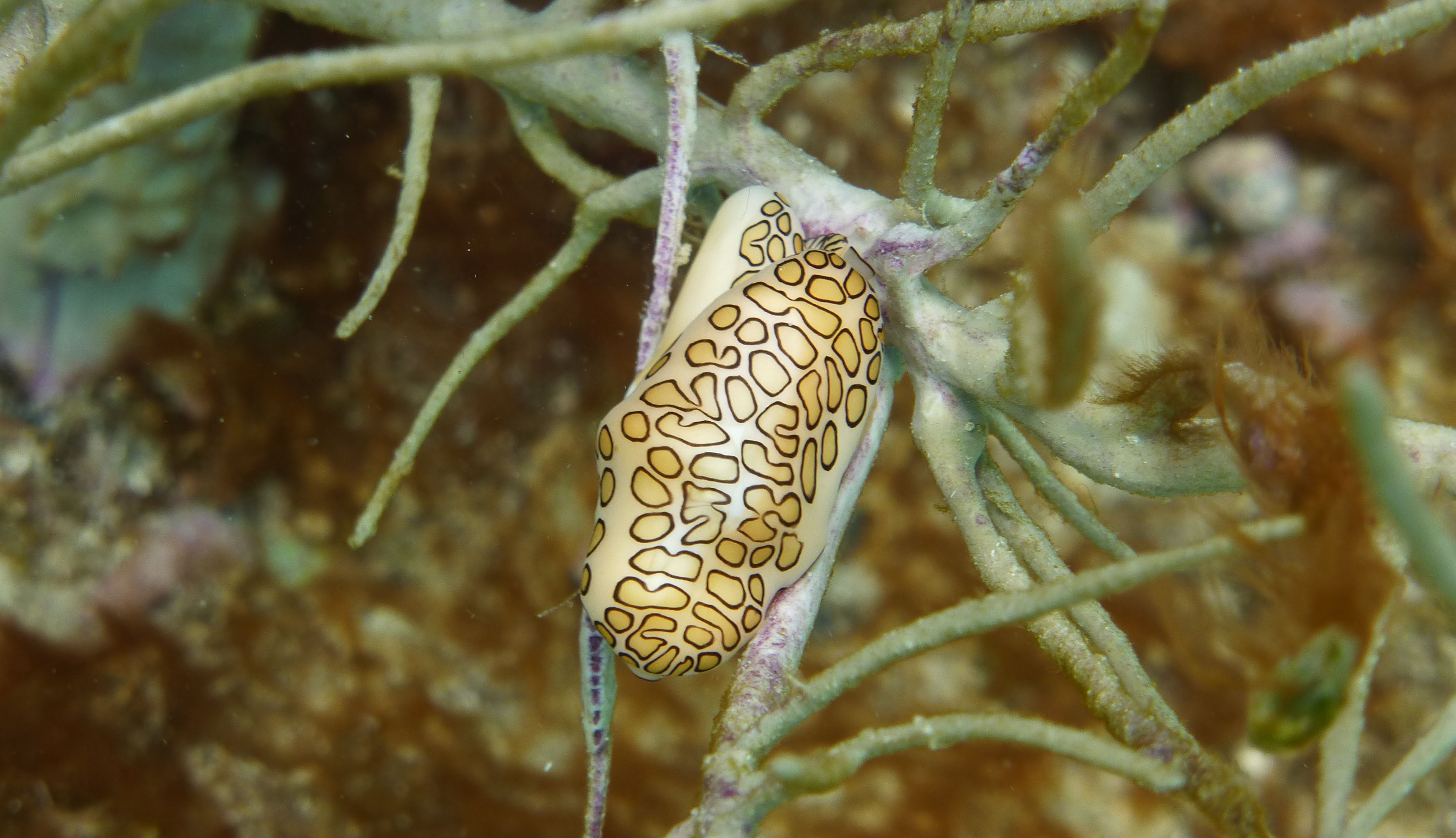Flamingo tongue snail, St. John's 2017.