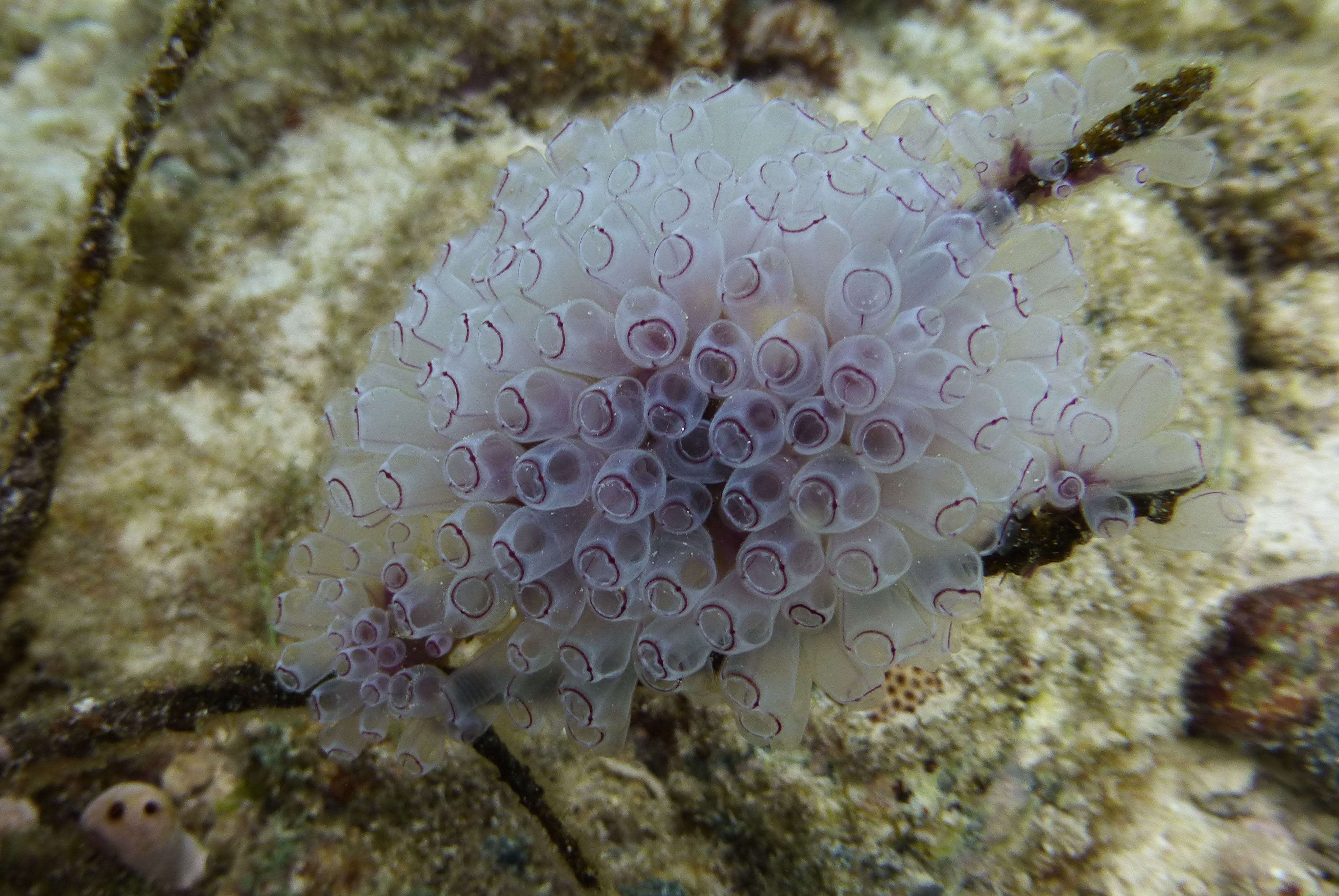 Painted tunicate, St. John's 2017.