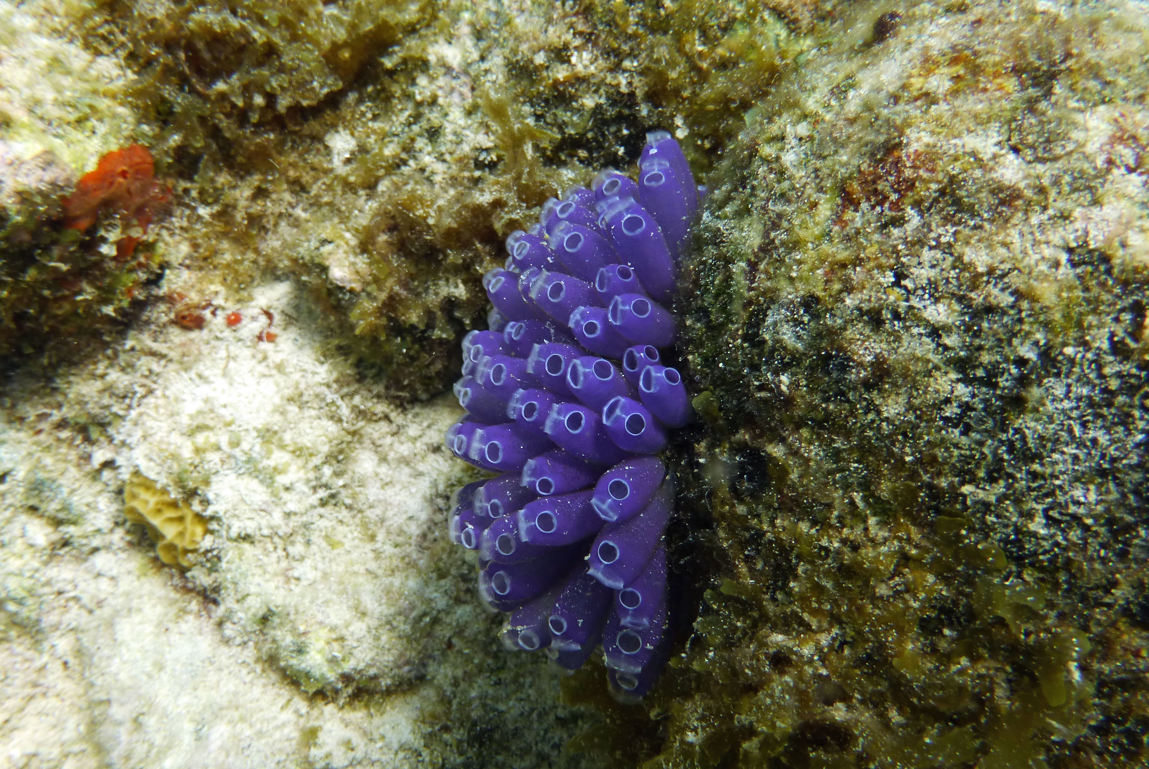 Blue bell tunicate, St. John's 2017.
