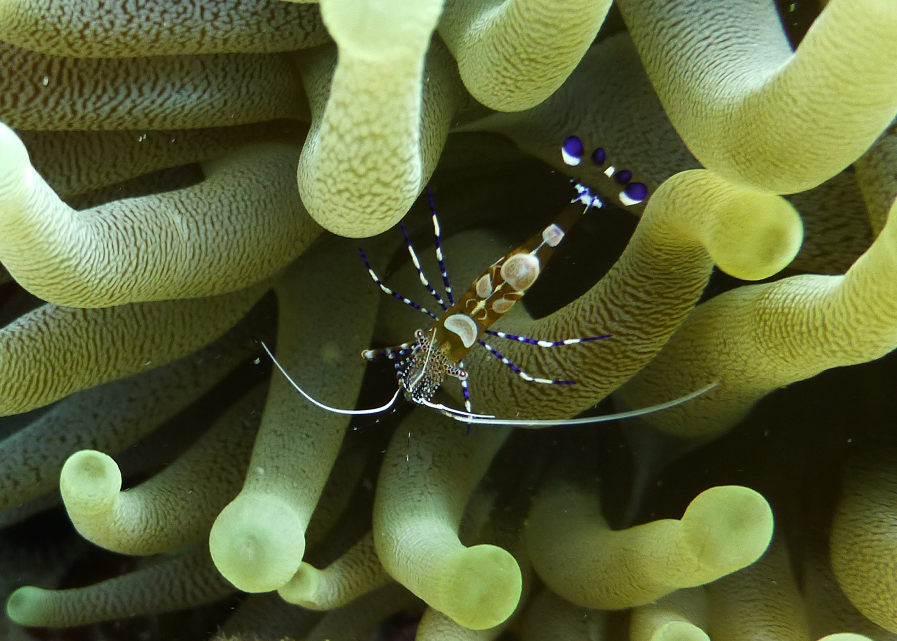 Spotted cleaner shrimp, Curacao 2018.