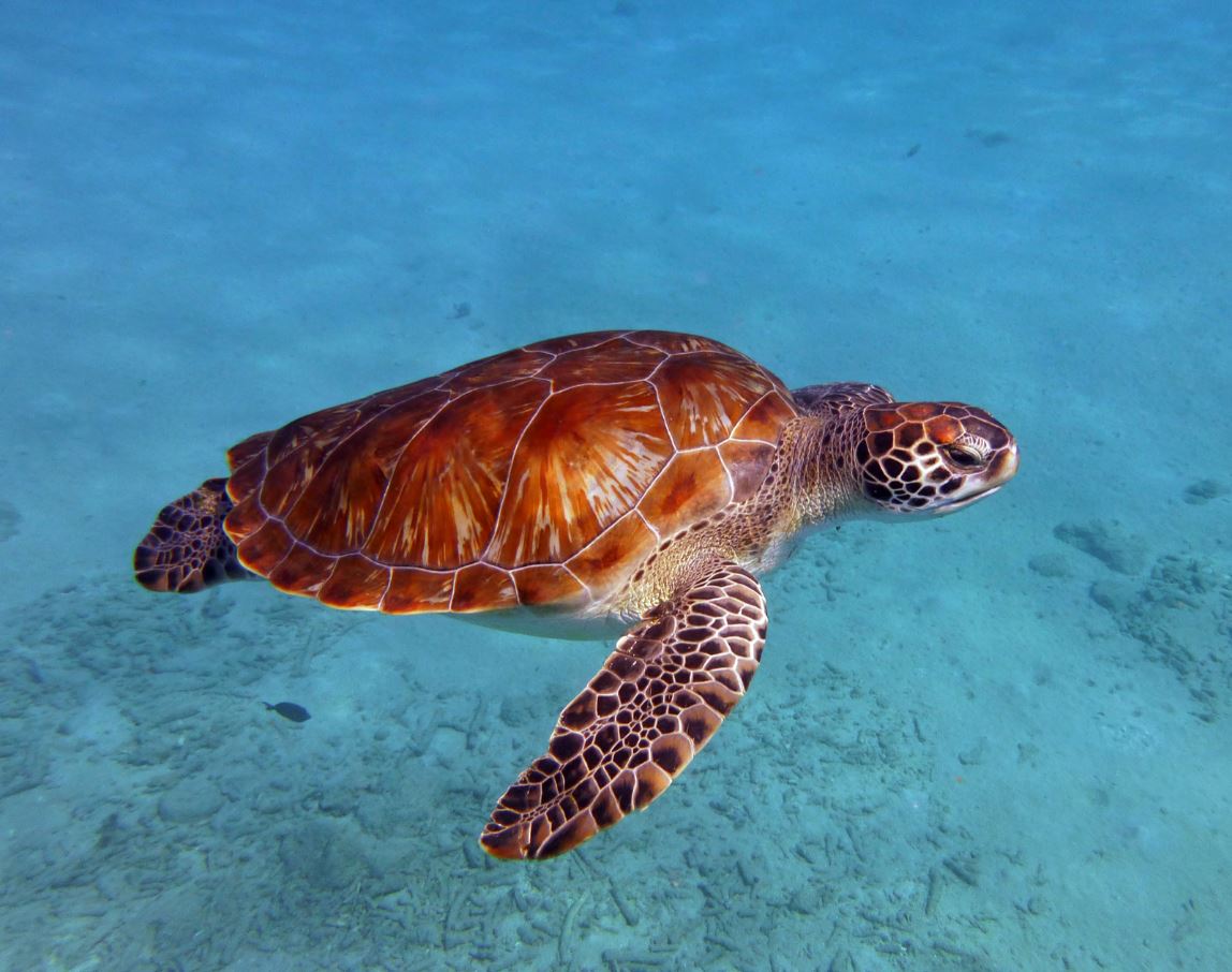 Green sea turtle, Curacao 2018.