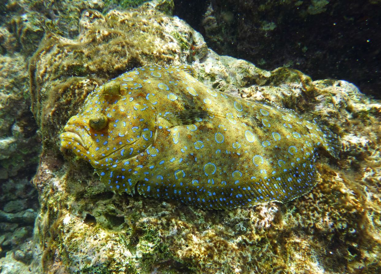 Peacock flounder, Bonaire 2018.