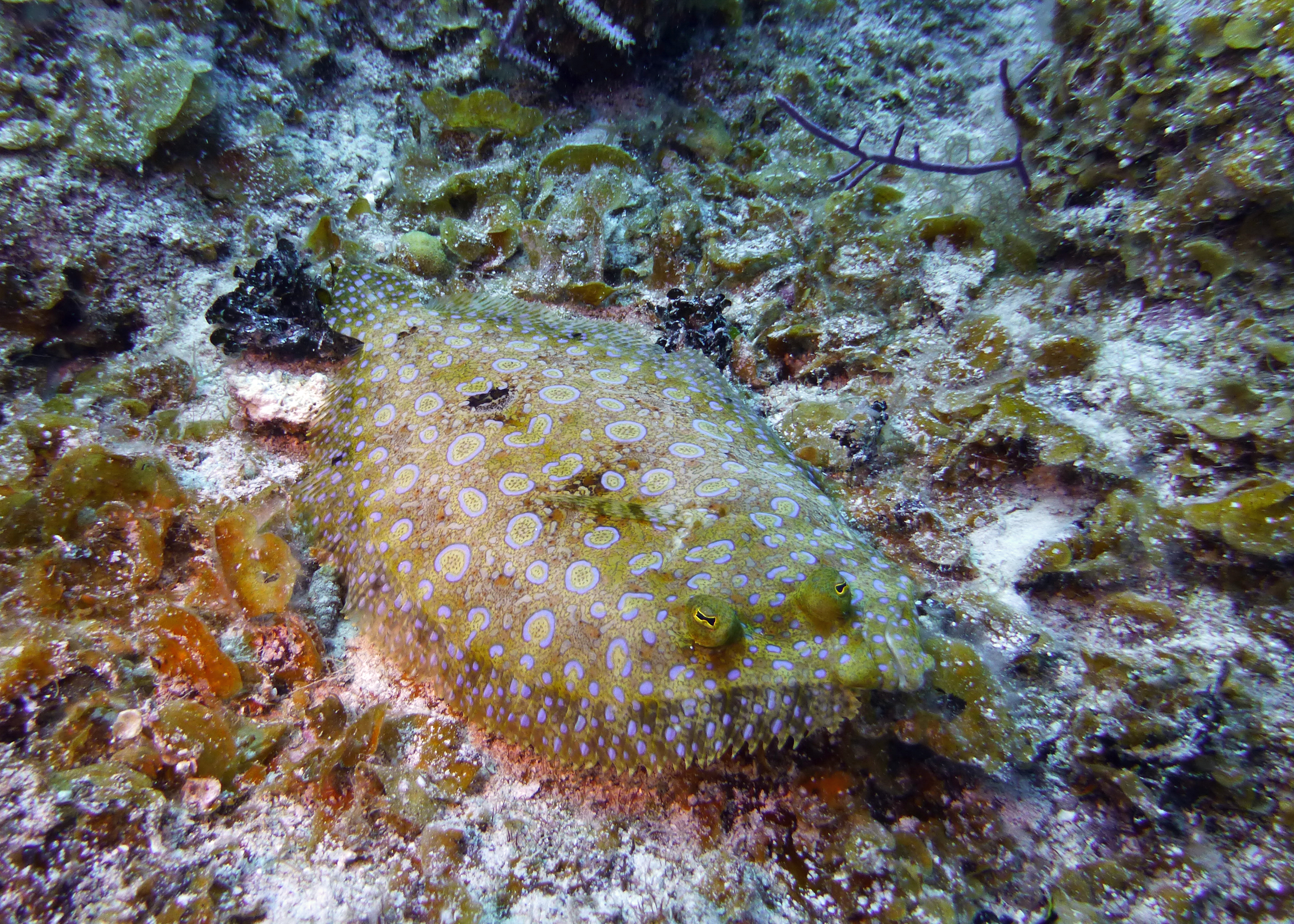 Peacock flounder, Turks and Caicos, 2025.