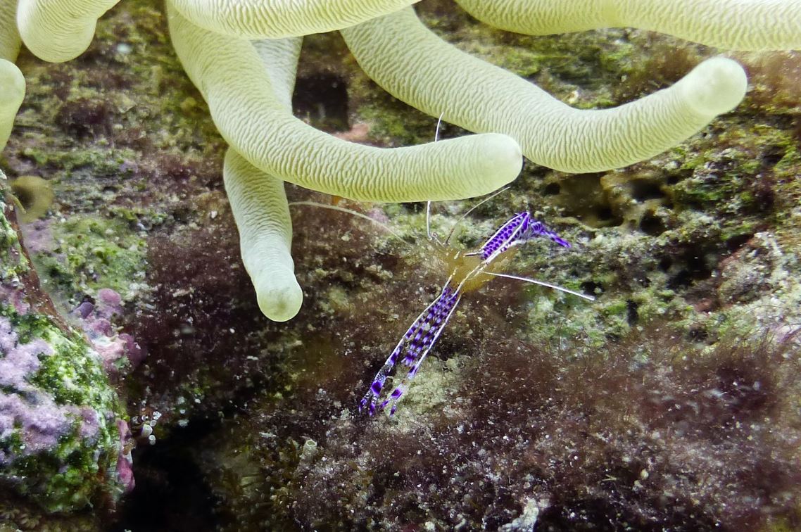 Pederson cleaning shrimp, Bonaire 2018.