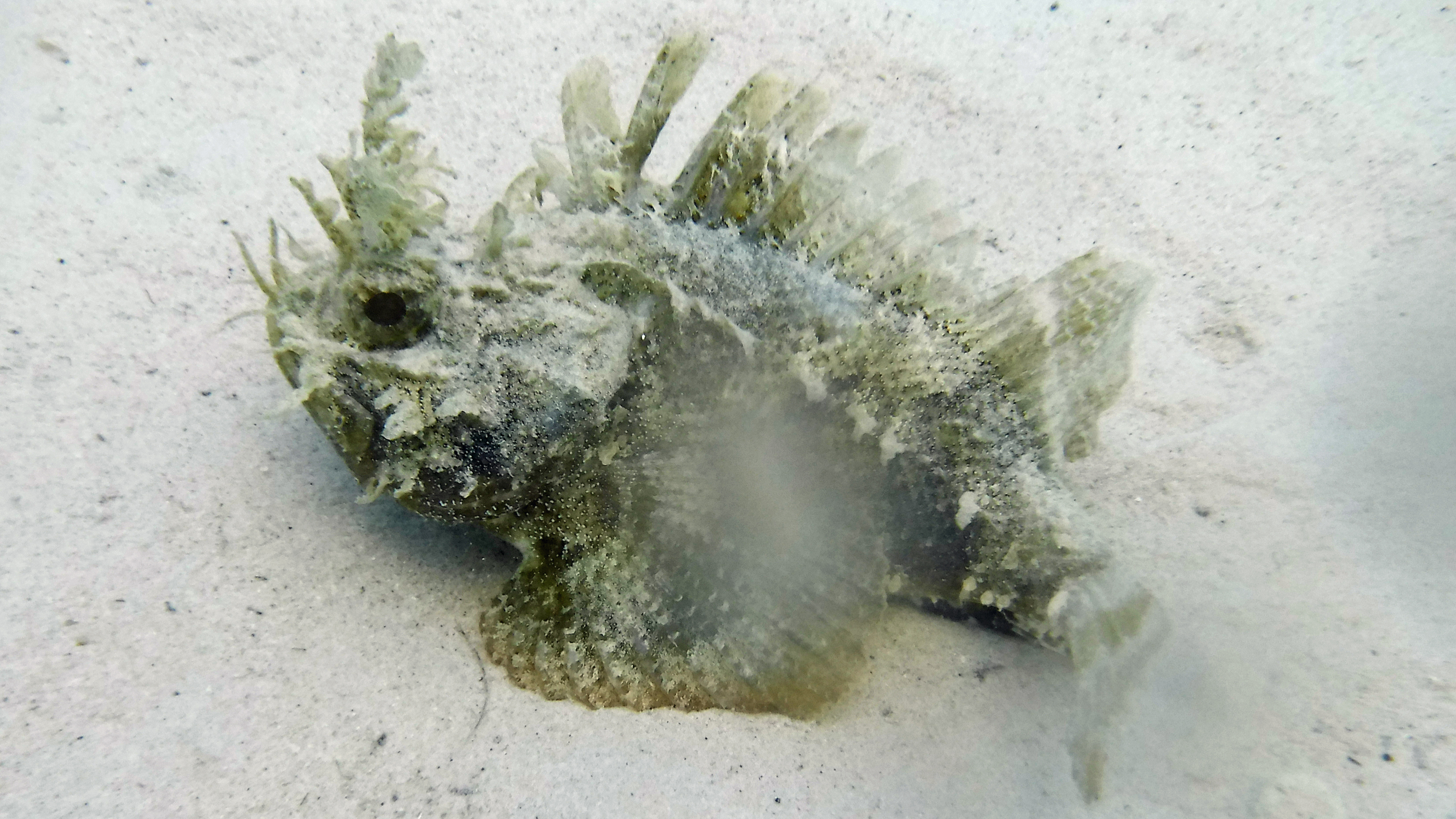 Plumed scorpionfish, Curacao 2018.