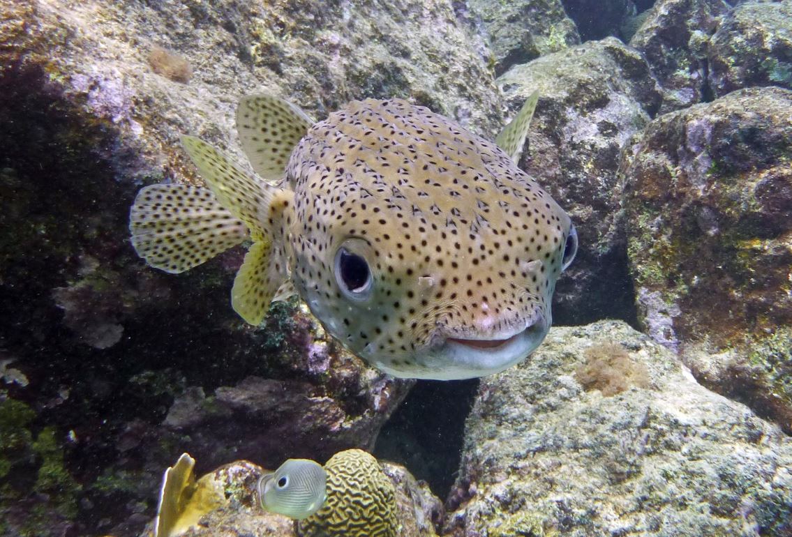 Porcupinefish, Curacao 2018.