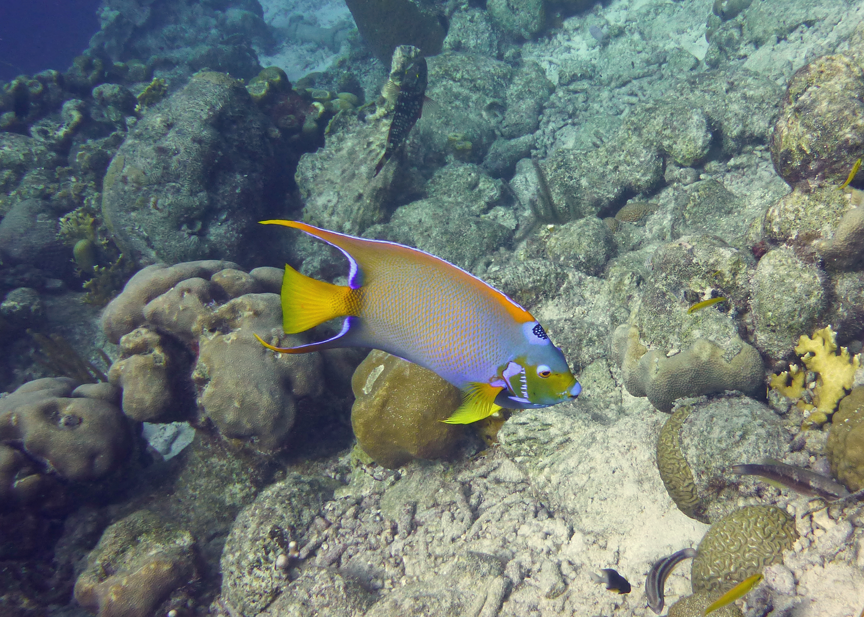 Queen angelfish, Bonaire 2017.