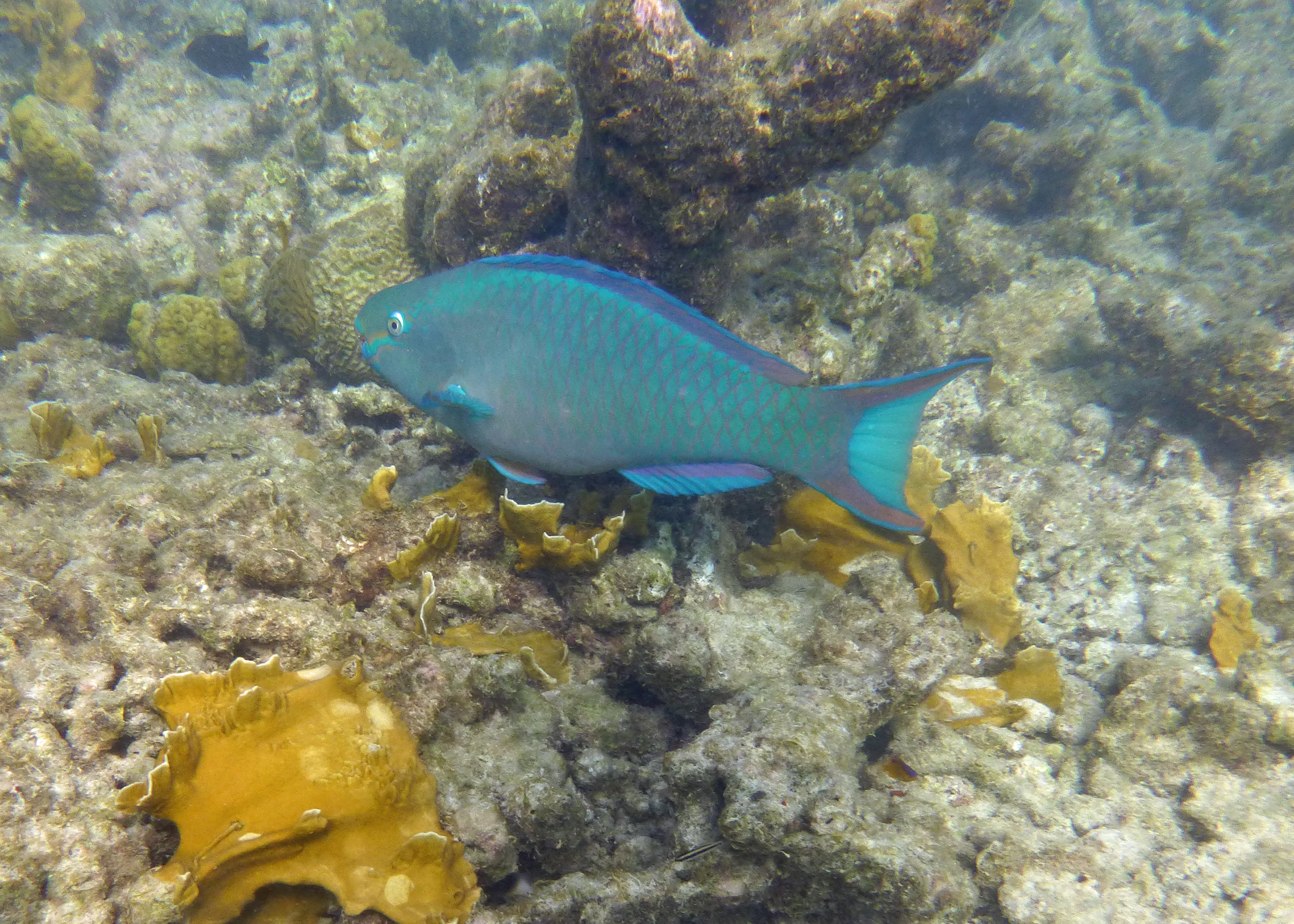 Queen parrotfish, Bonaire 2017.