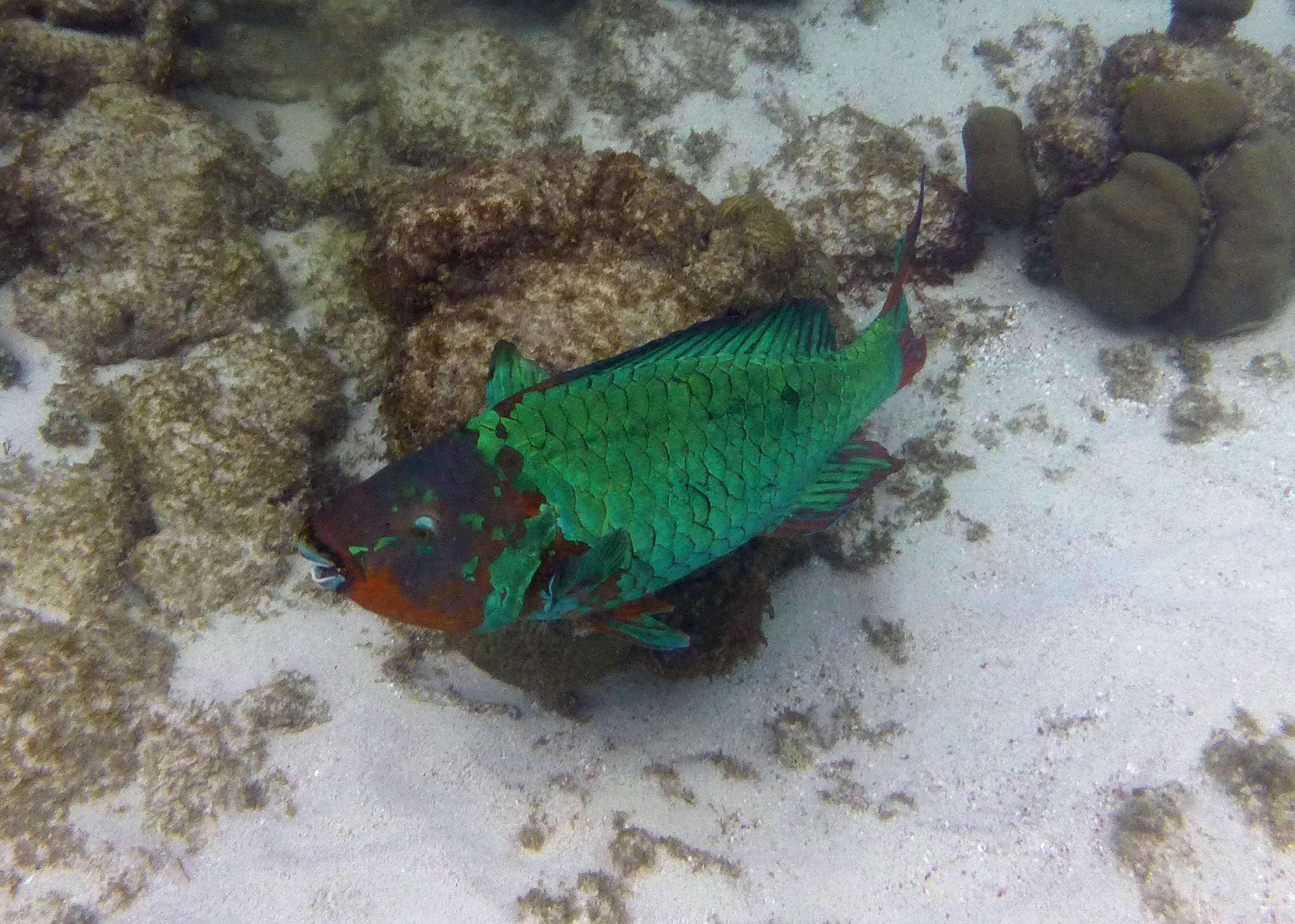Rainbow parrotfish, Bonaire 2017.