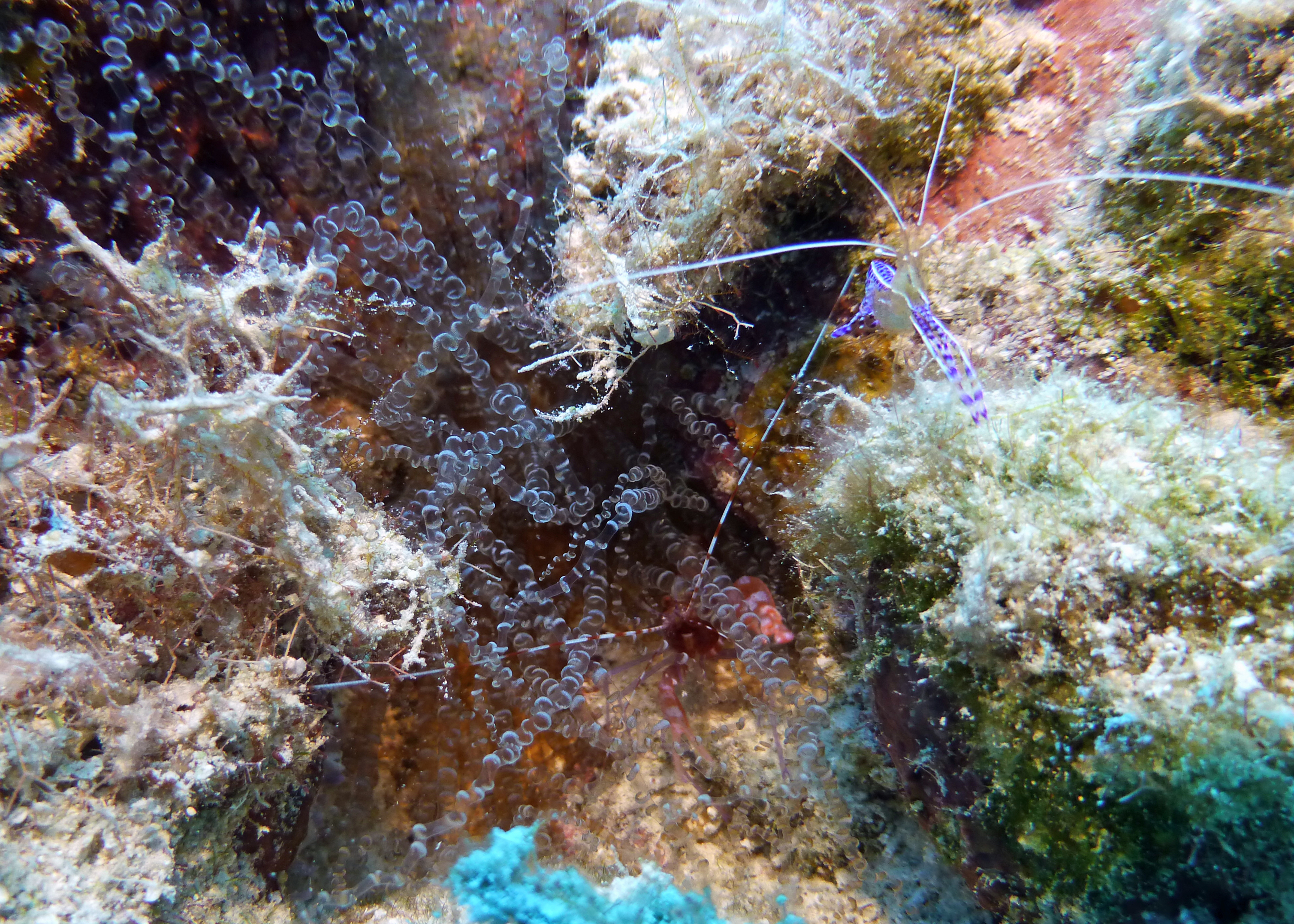 Red snapping shrimps in corkscrew anemone with Pederson cleaning shrimp, Turks and Caicos, 2025.