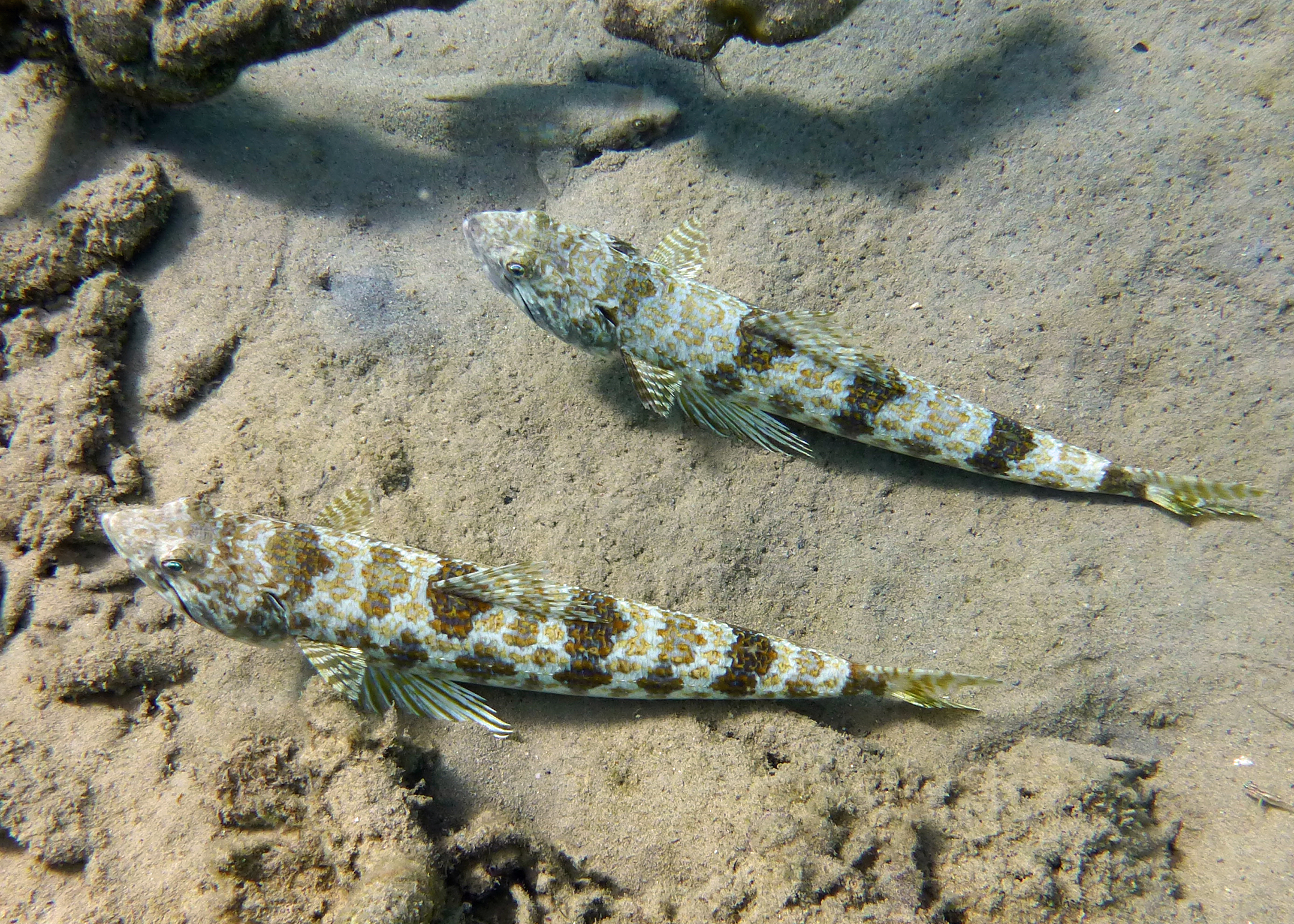 Sand diver x 2, Bonaire 2017.
