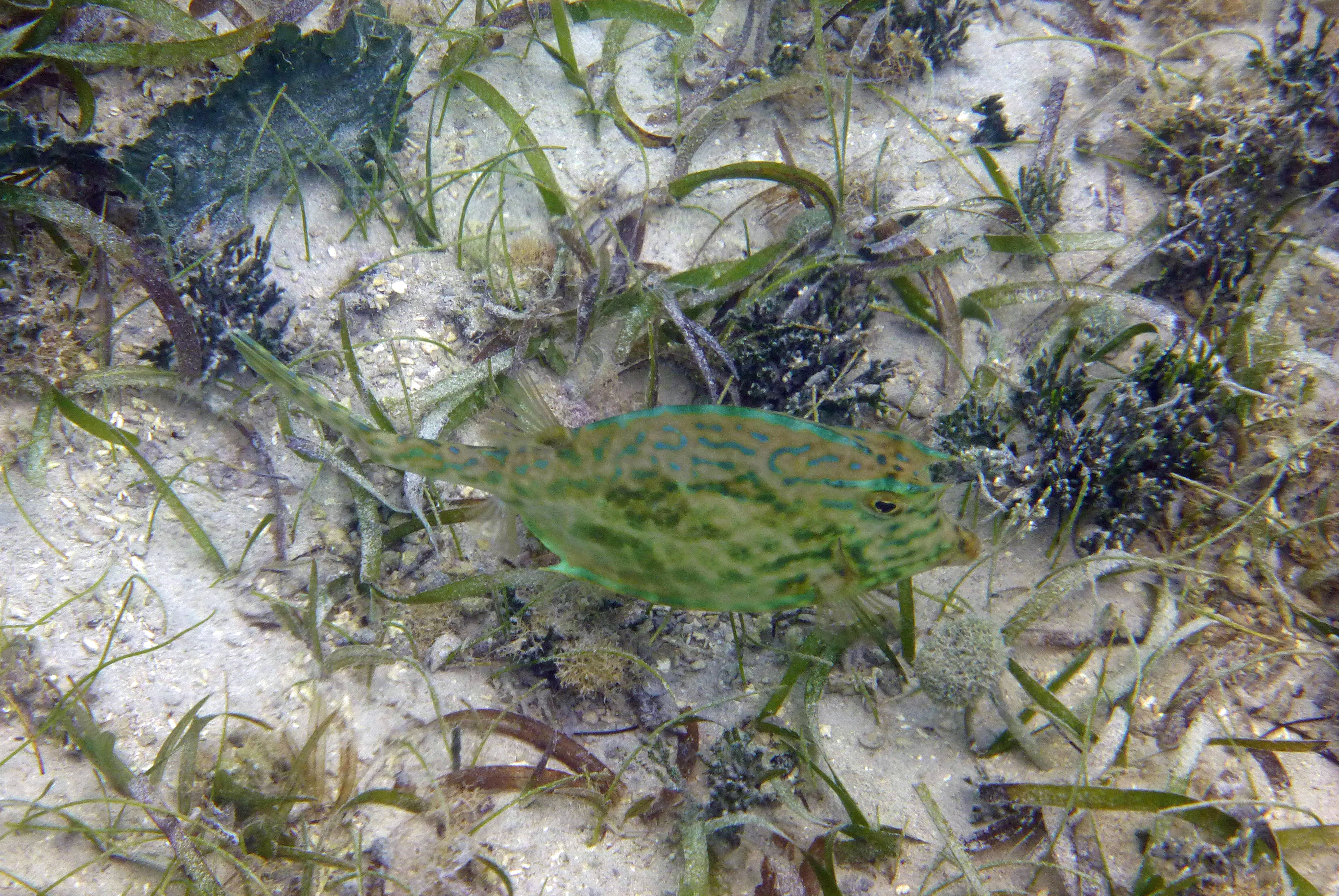 Scrawled cowfish, St. John's 2017.