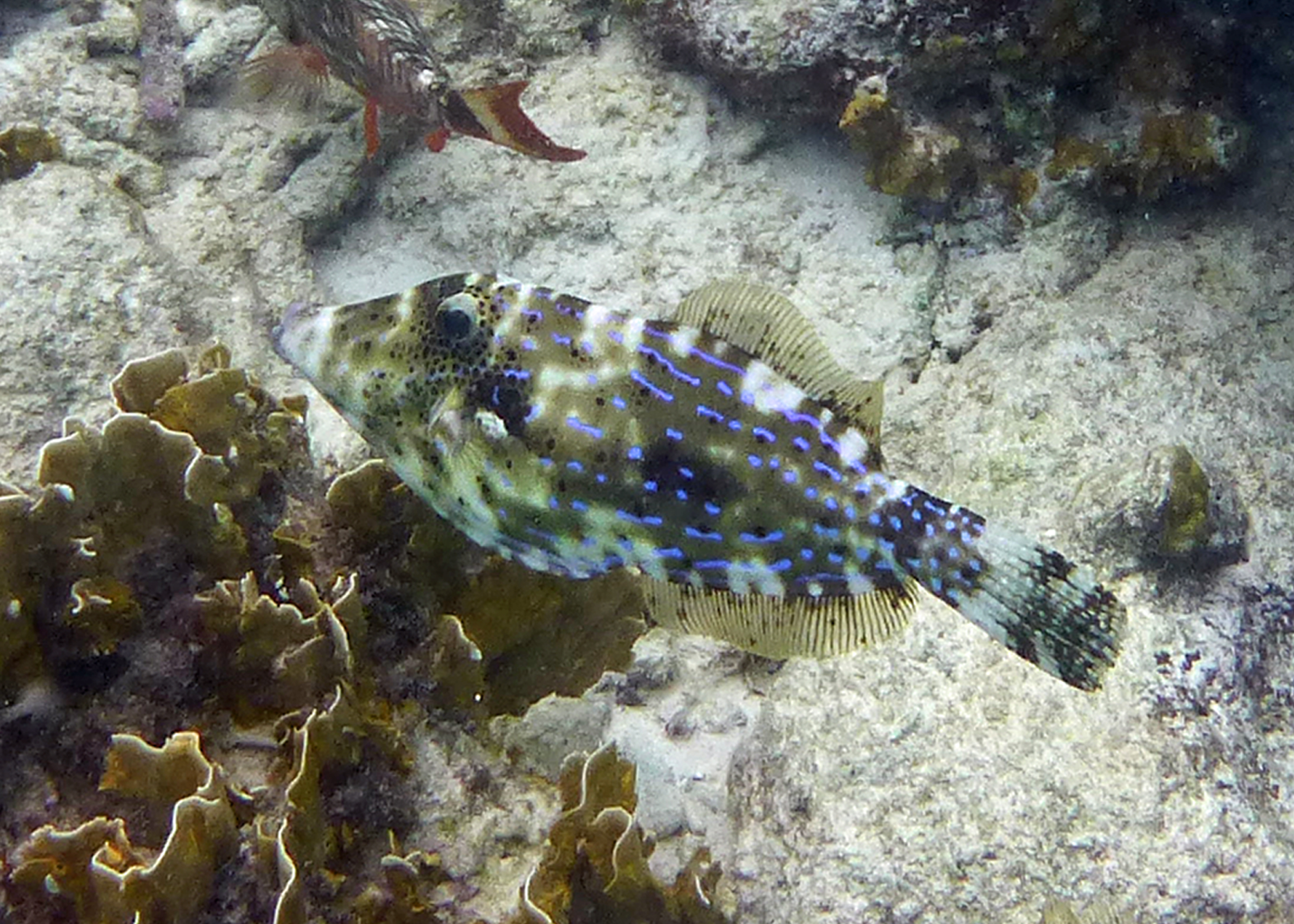 Scrawled filefish, Bonaire 2017.