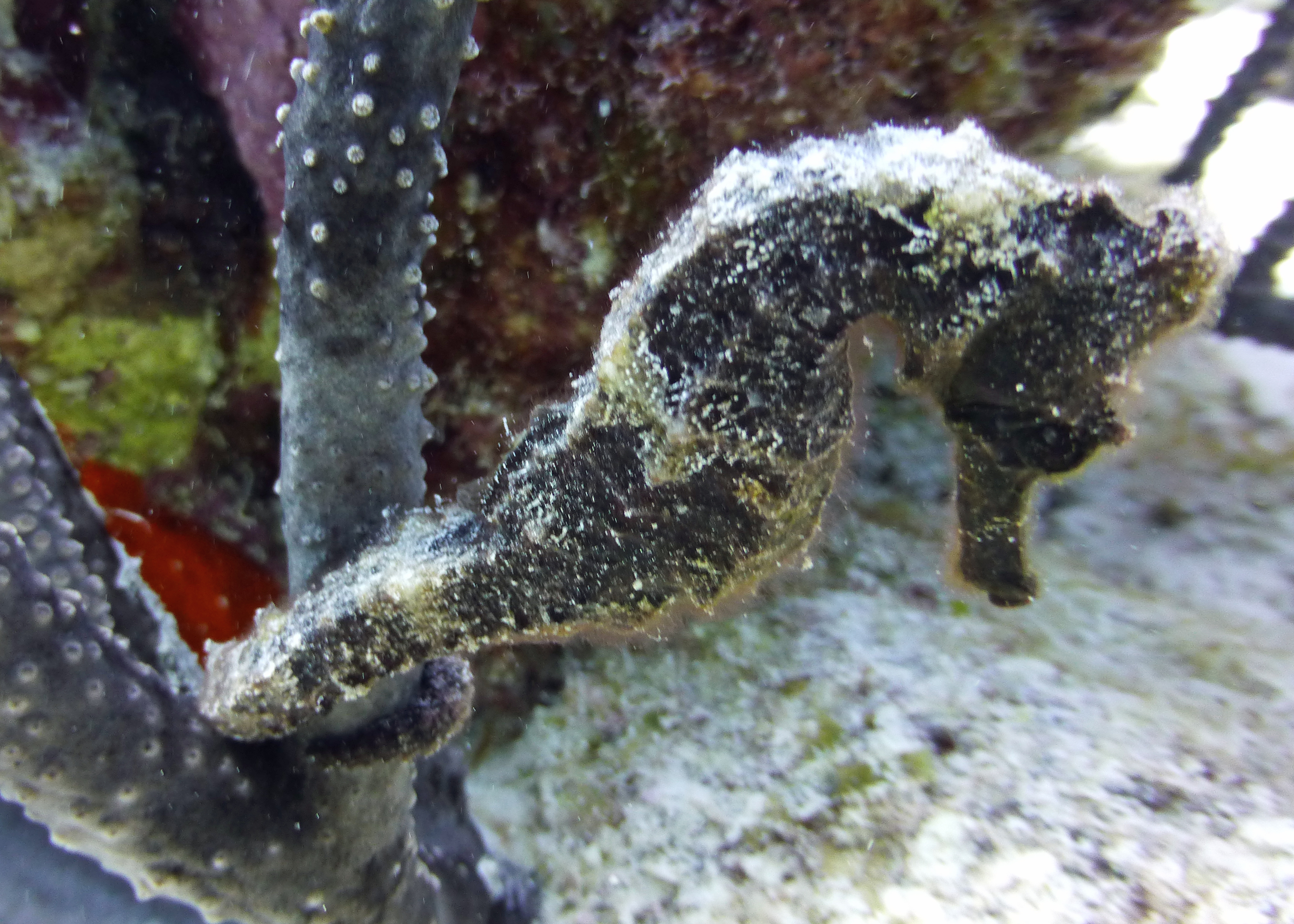 Long snout sea horse, Klein Bonaire 2017.