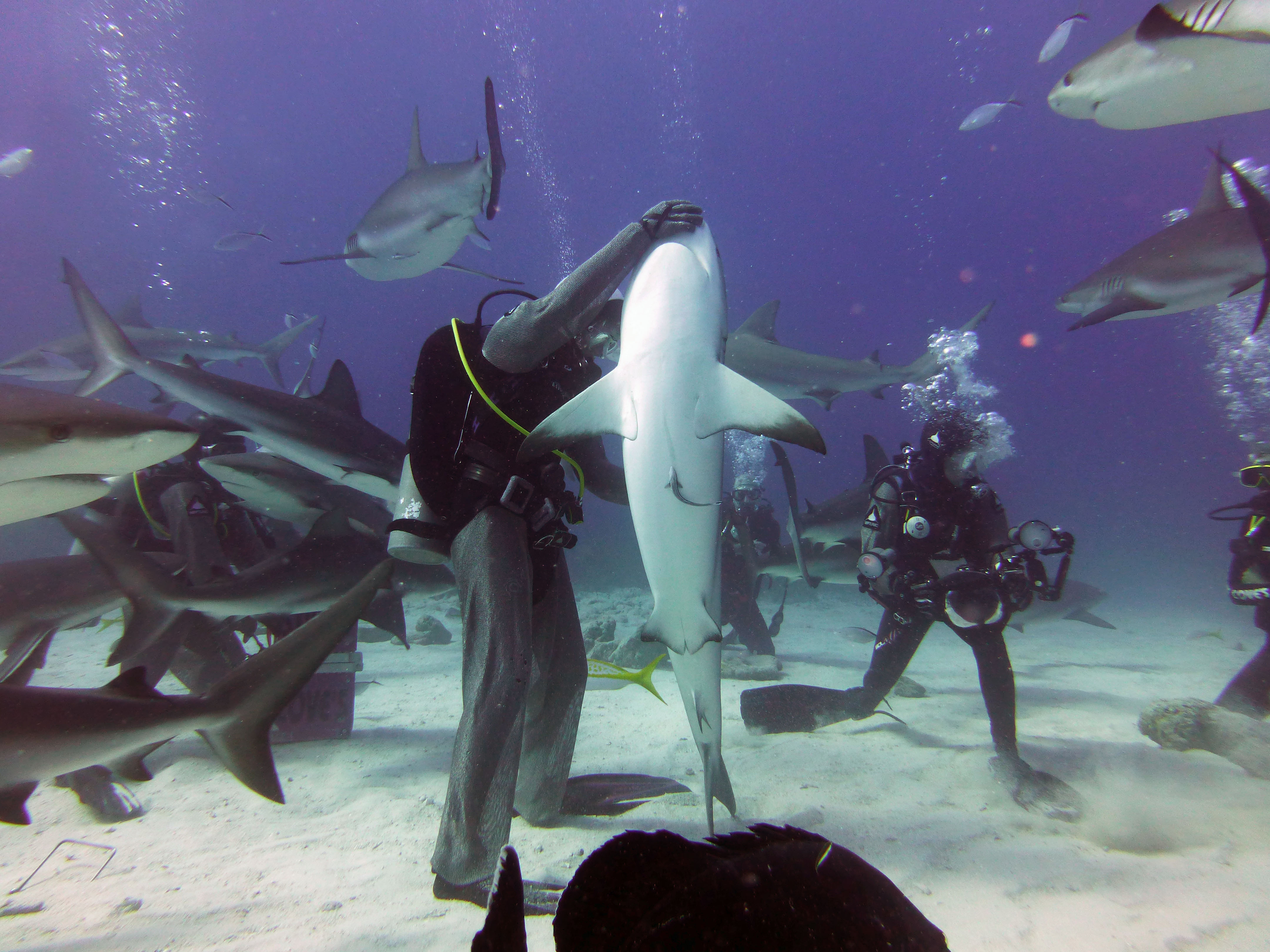 Shark whisperer, New Providence, Bahamas 2013.