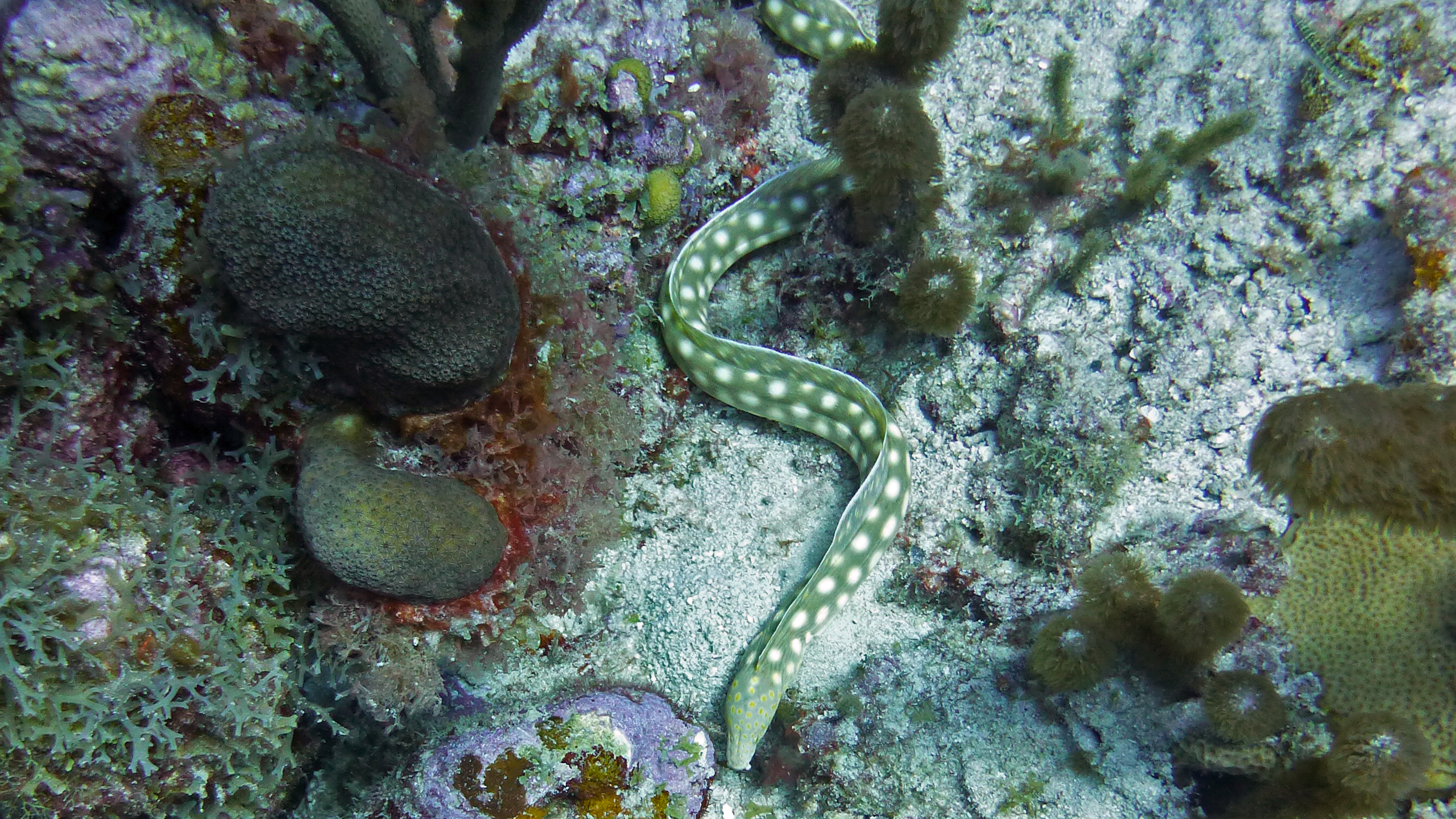 Sharp tail eel, Curacao 2018.