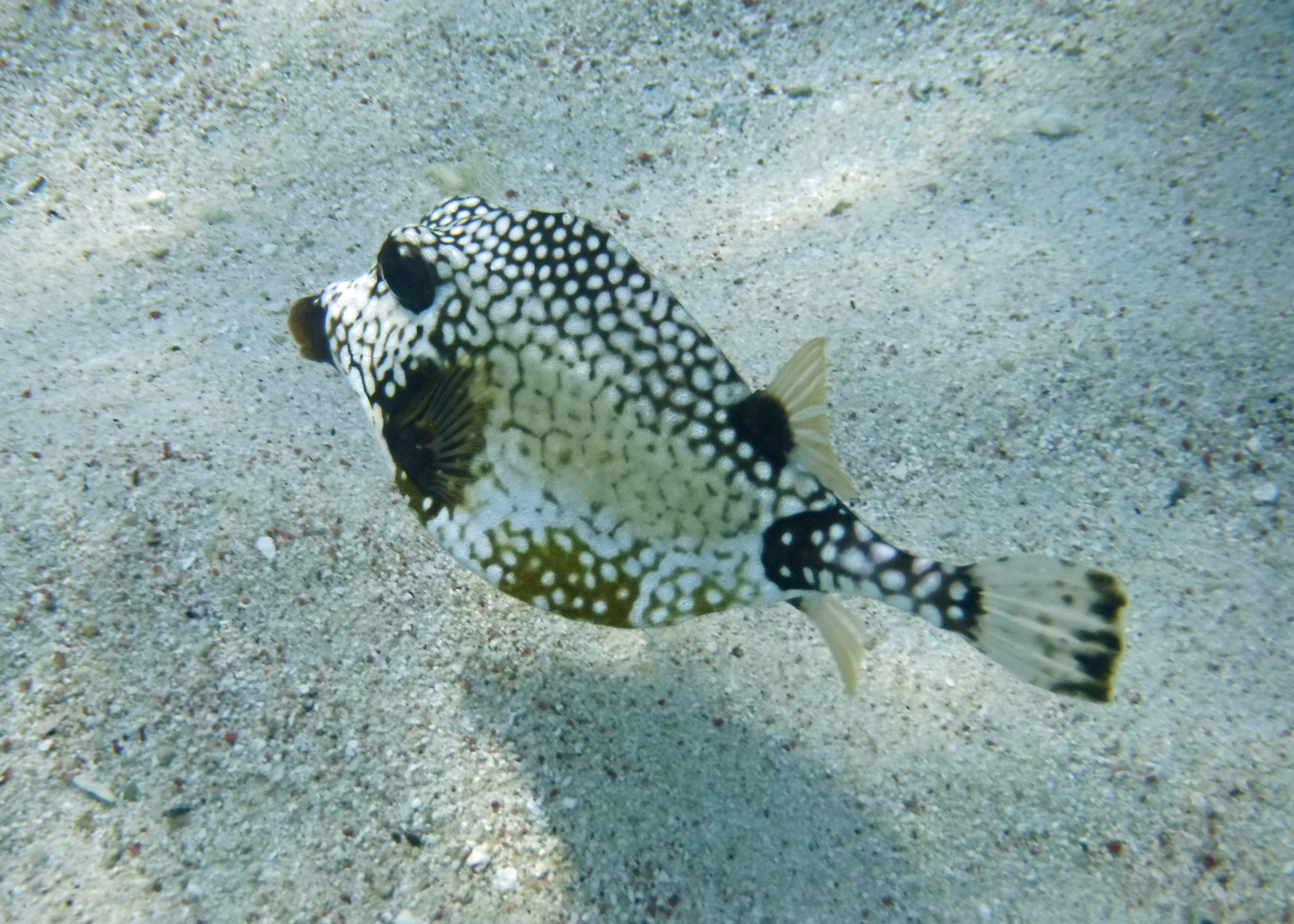 Smooth trunkfish, Bonaire 2017.