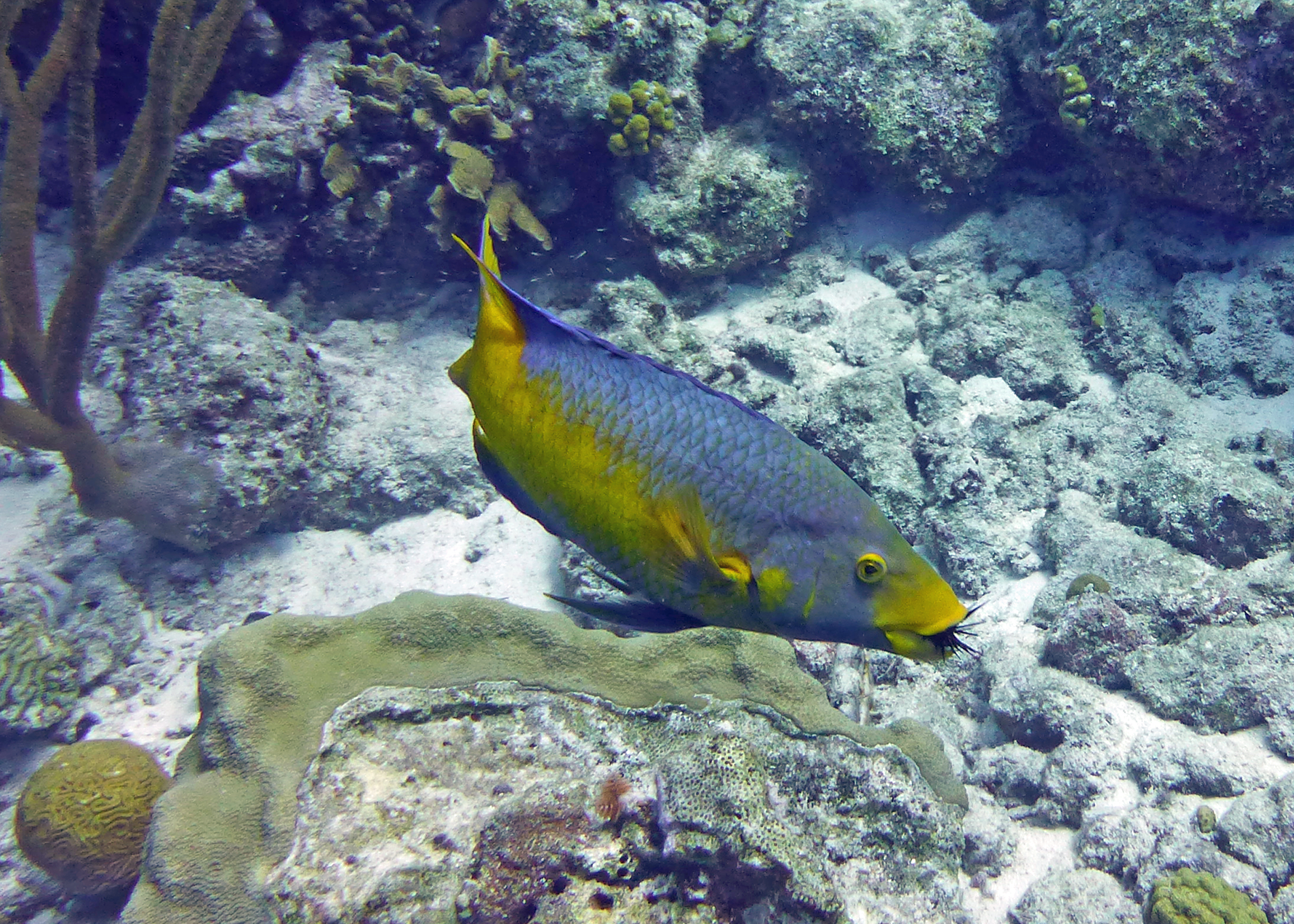 Spanish hogfish eating a sea urchin, Bonaire 2017.