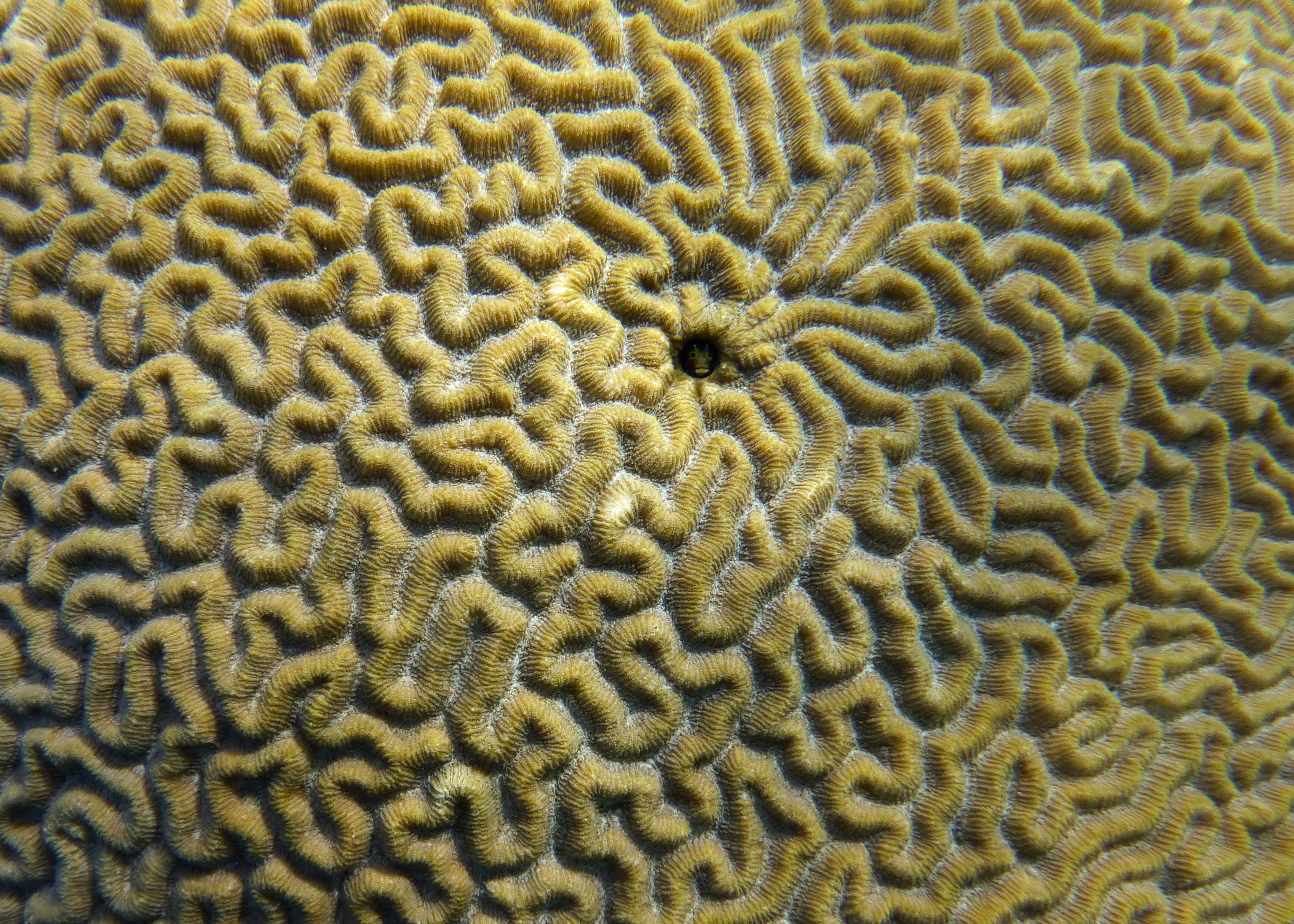 Spiny head blenny in boulder brain coral, Bonaire 2017.