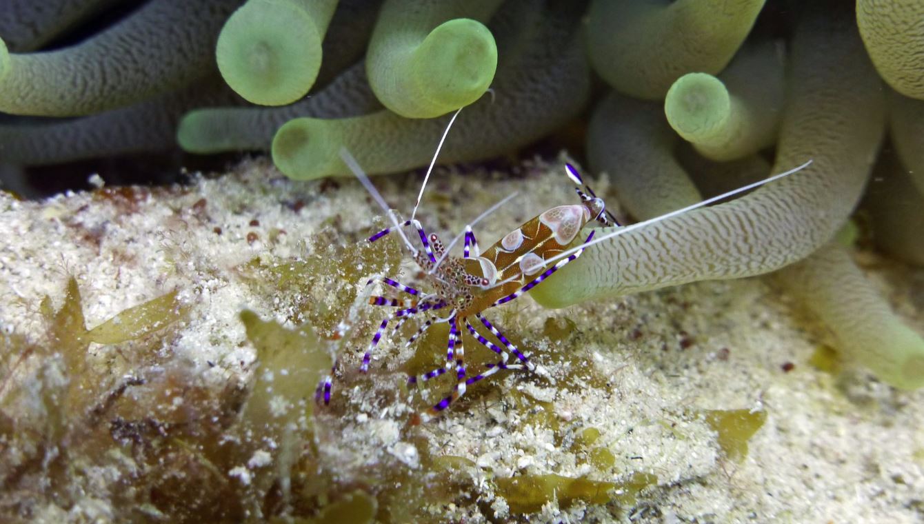 Spotted cleaner shrimp, Curacao 2018.