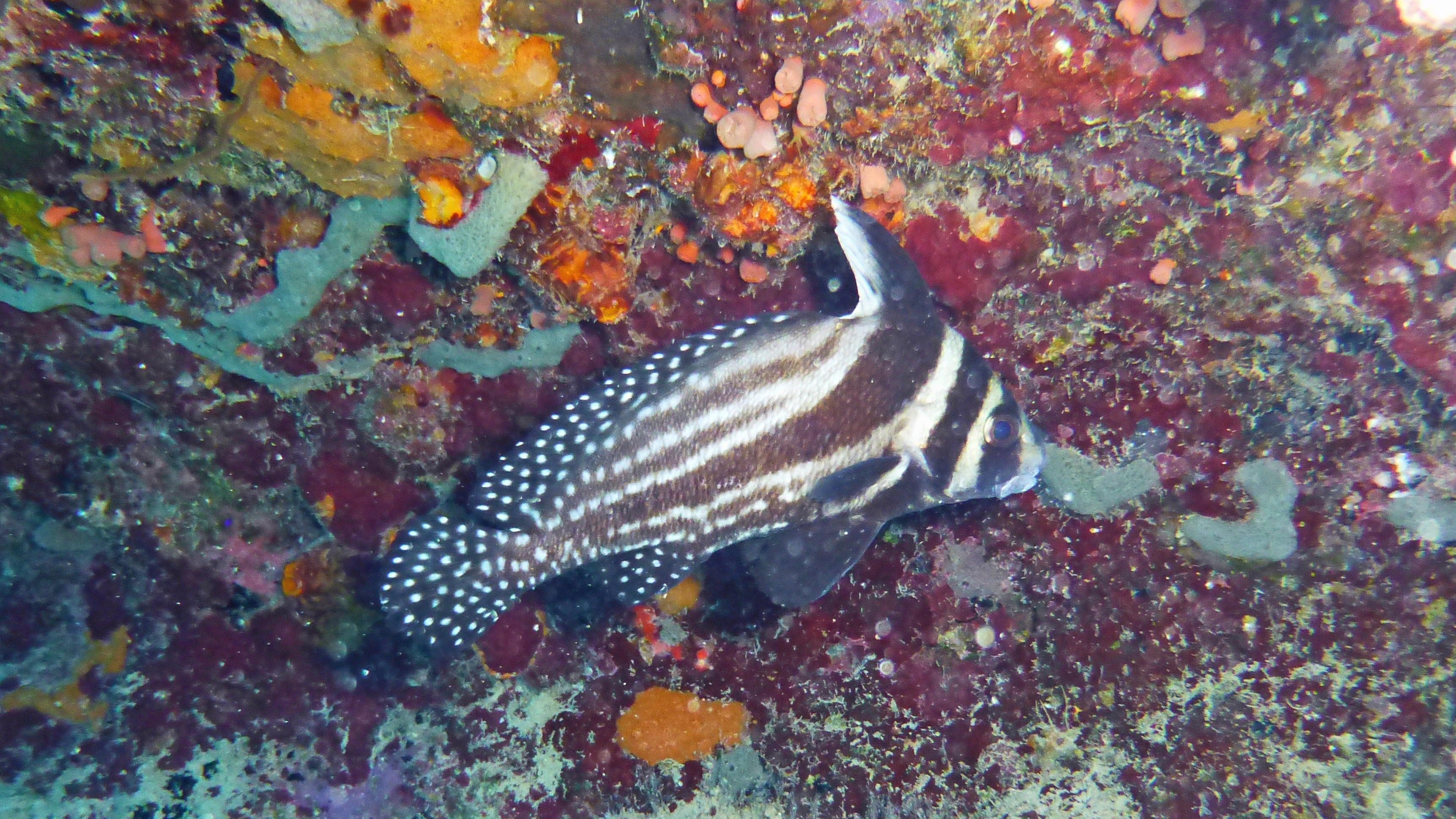 Spotted drum, Curacao 2018.