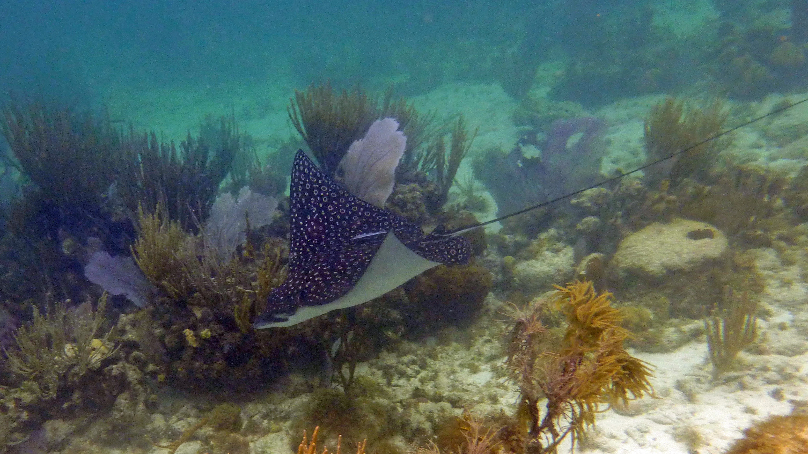 Spotted eagle ray, St. John's 2017.