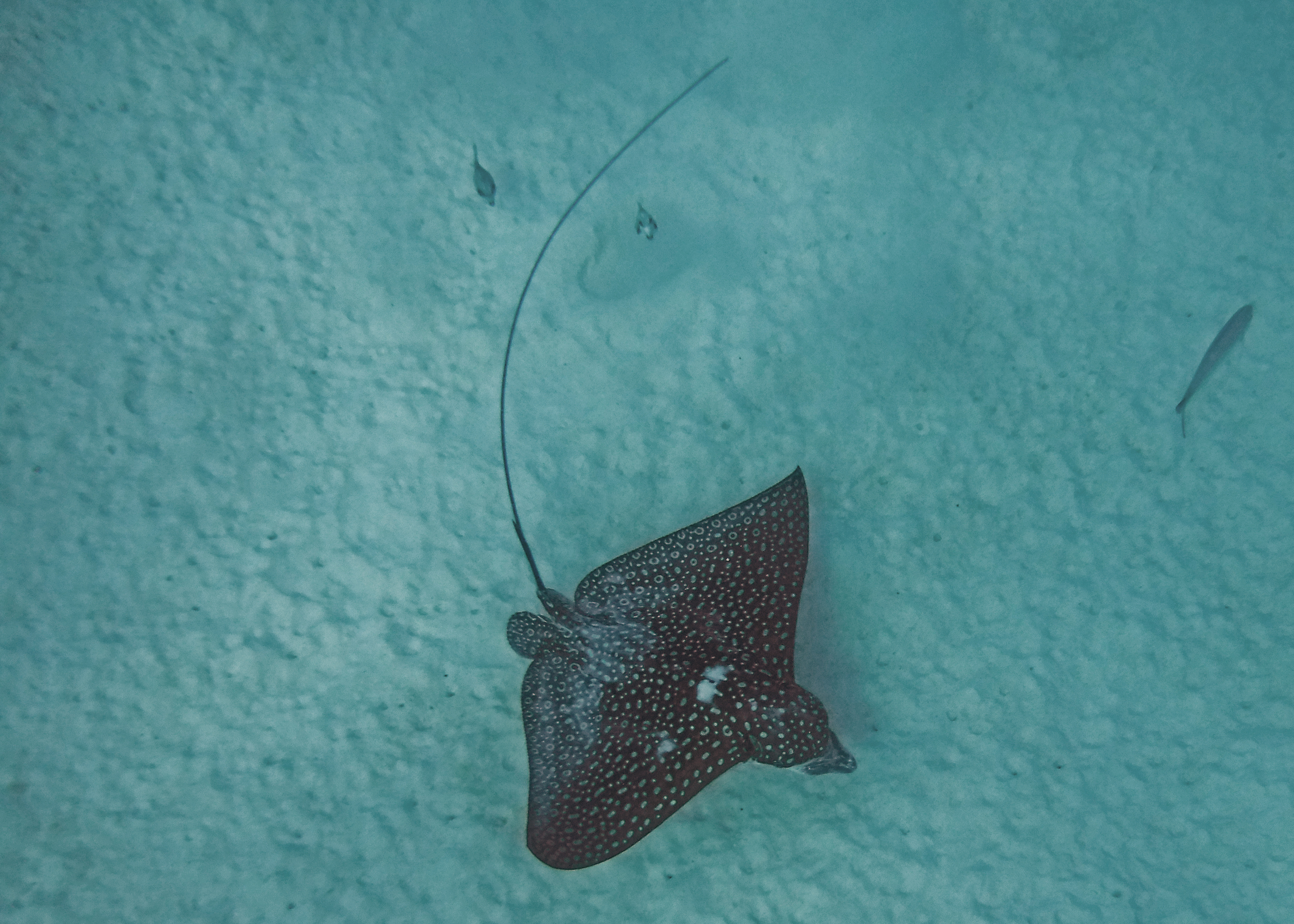 Spotted eagle ray, Bonaire 2017.