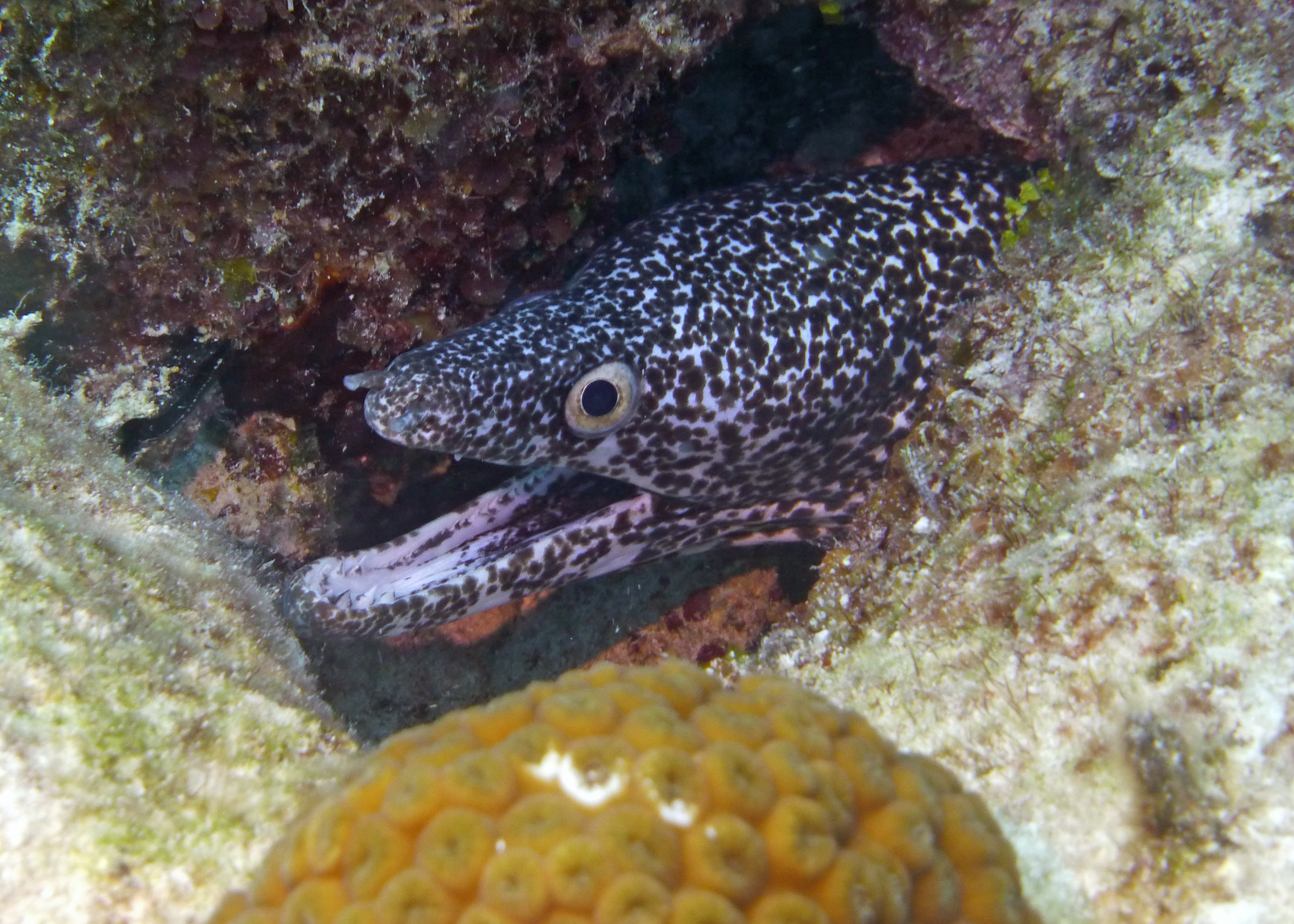 Spotted moray eel, Turks and Caicos, 2025.
