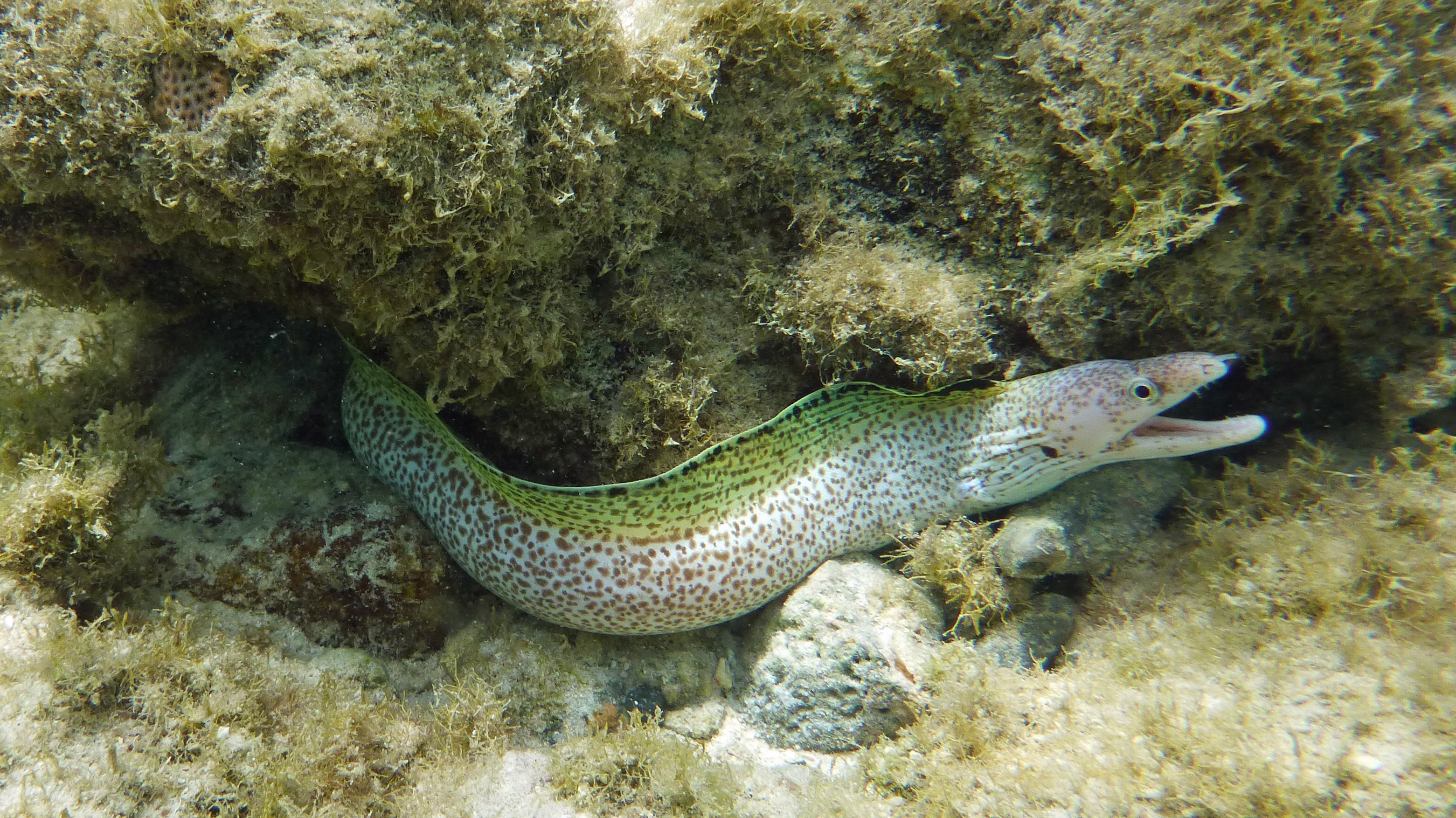 Spotted moray eel, Curacao 2018.