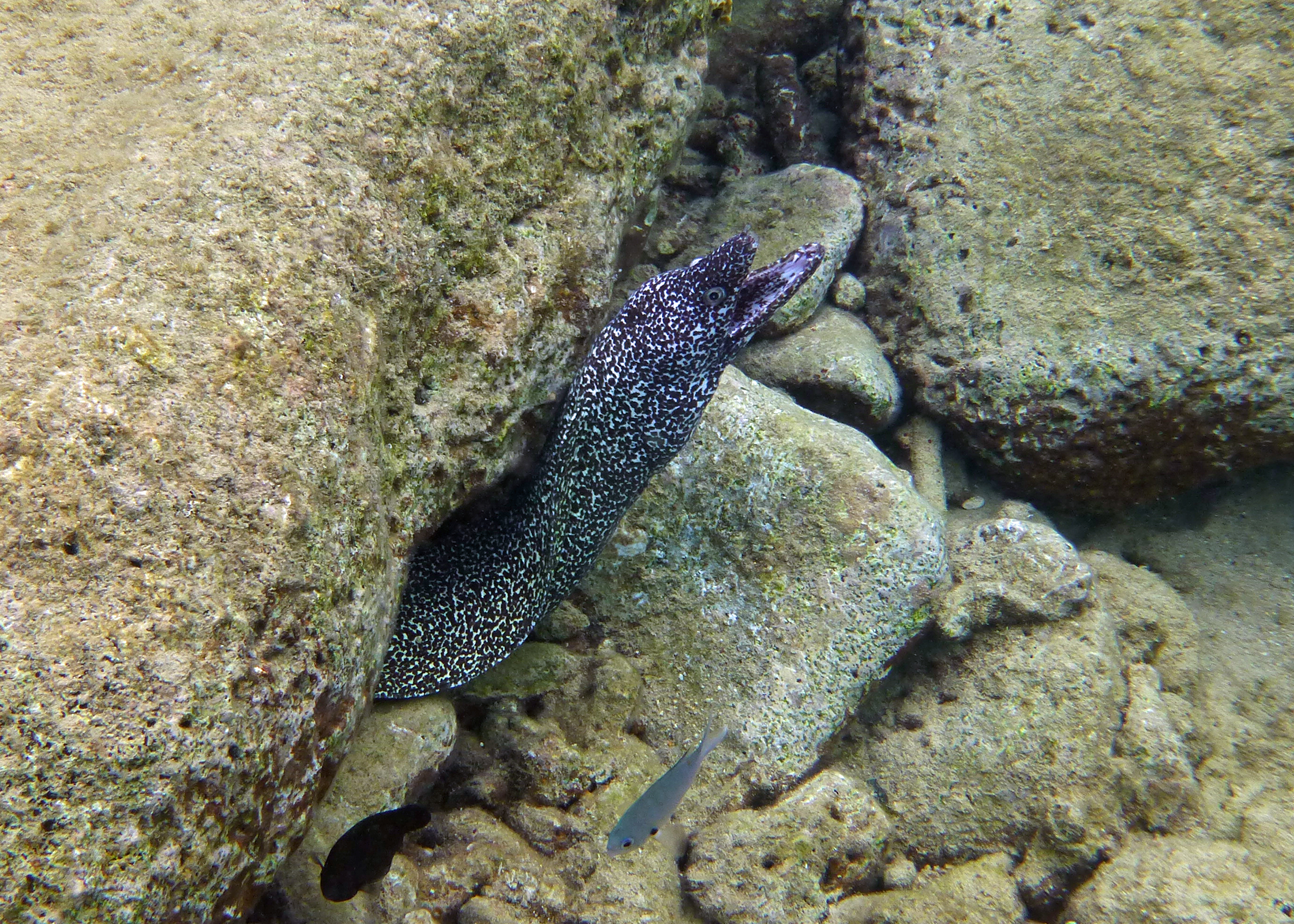 Spotted moray eel, Bonaire 2017.