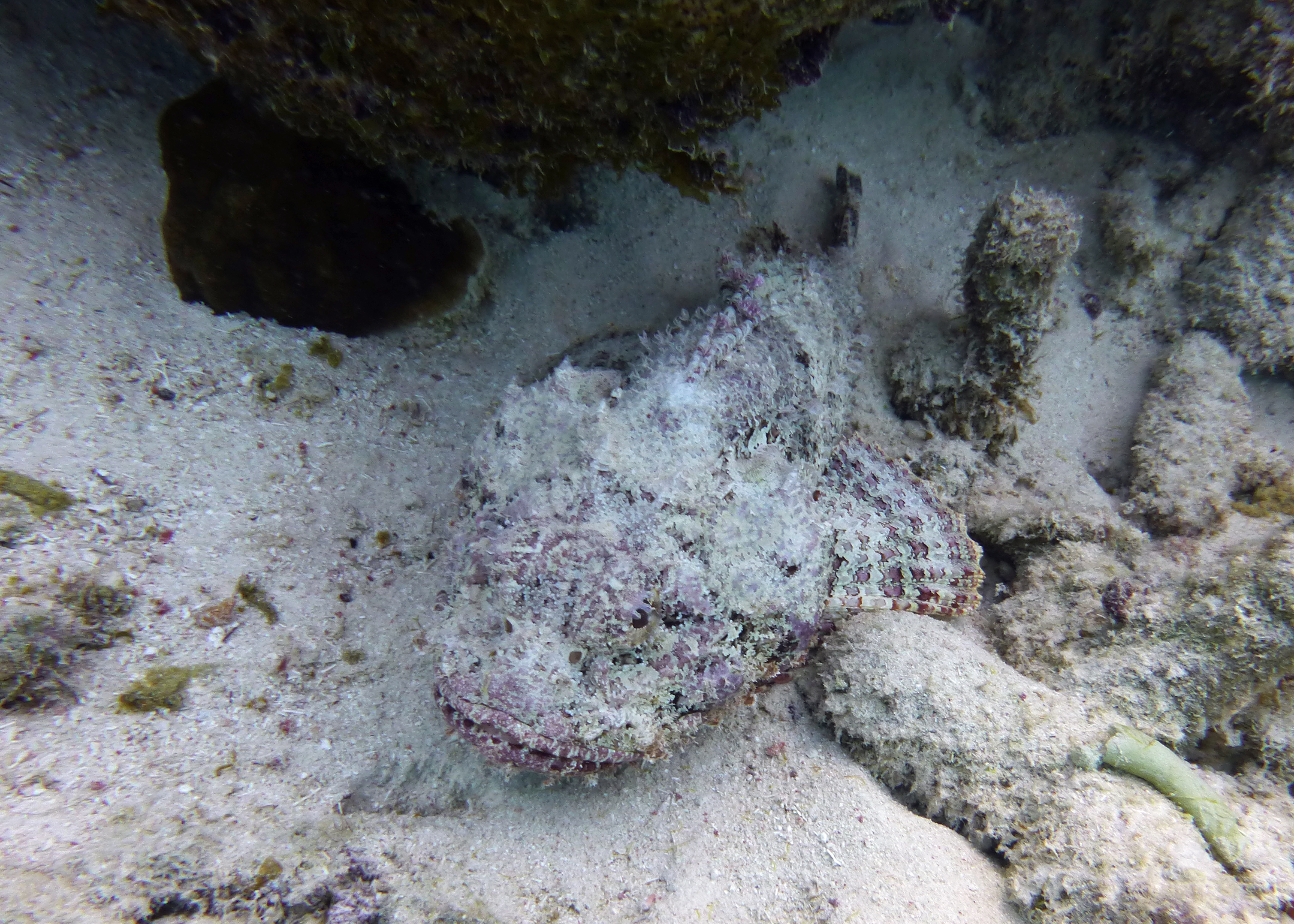 Spotted scorpionfish, Bonaire 2017.