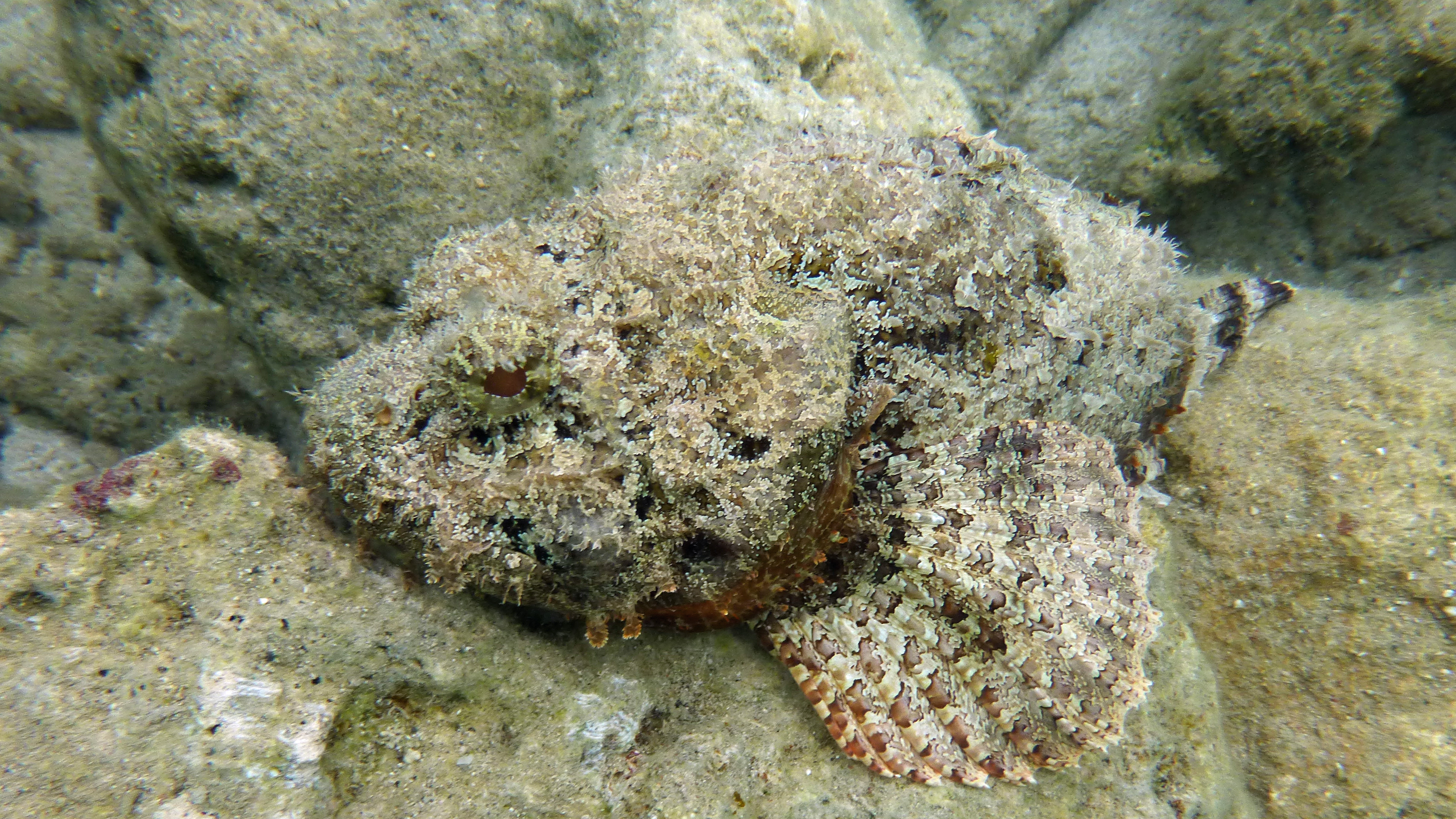 Spotted scorpionfish, Curacao 2018.