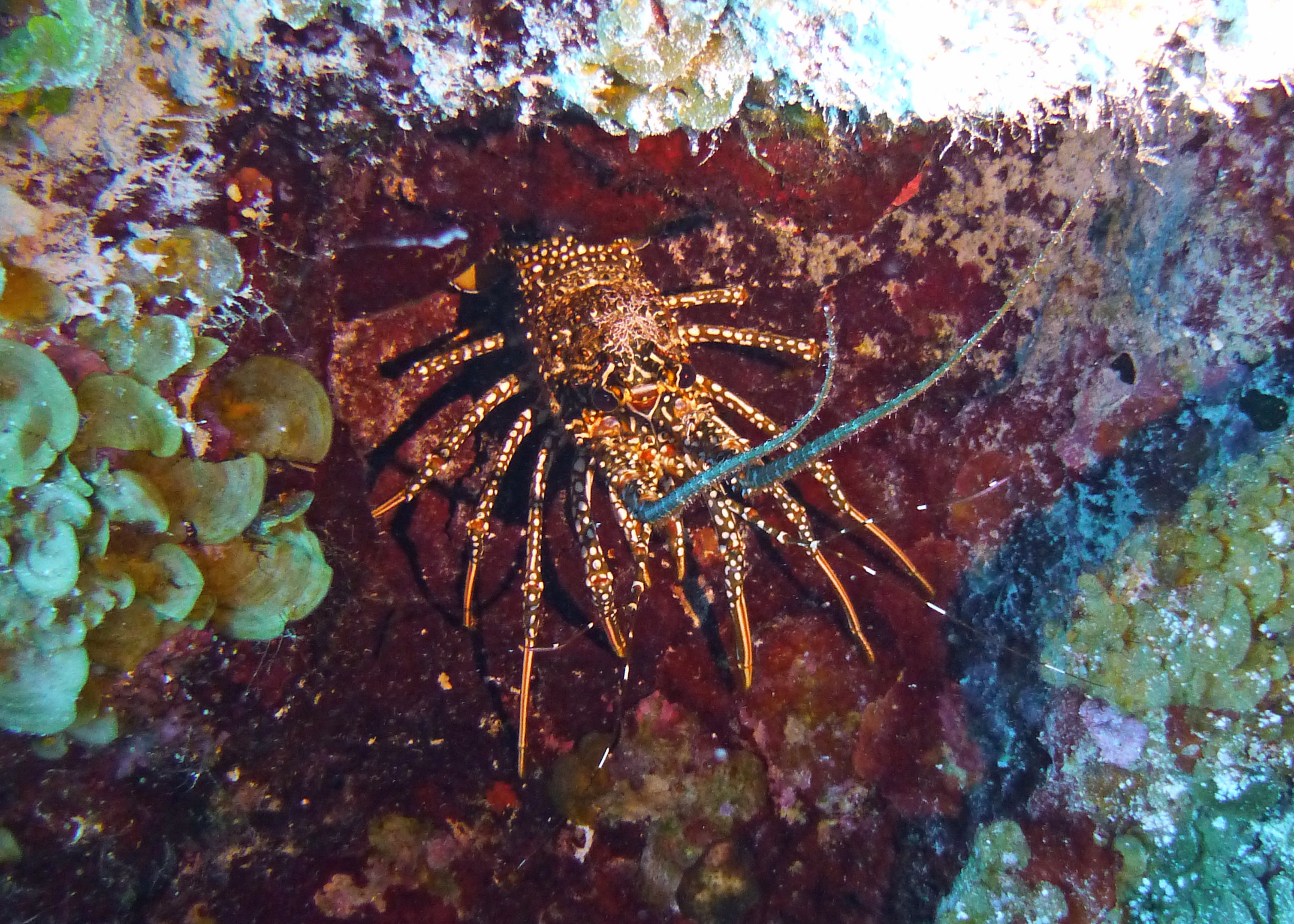 Spotted spiny lobster, Turks and Caicos, 2025.