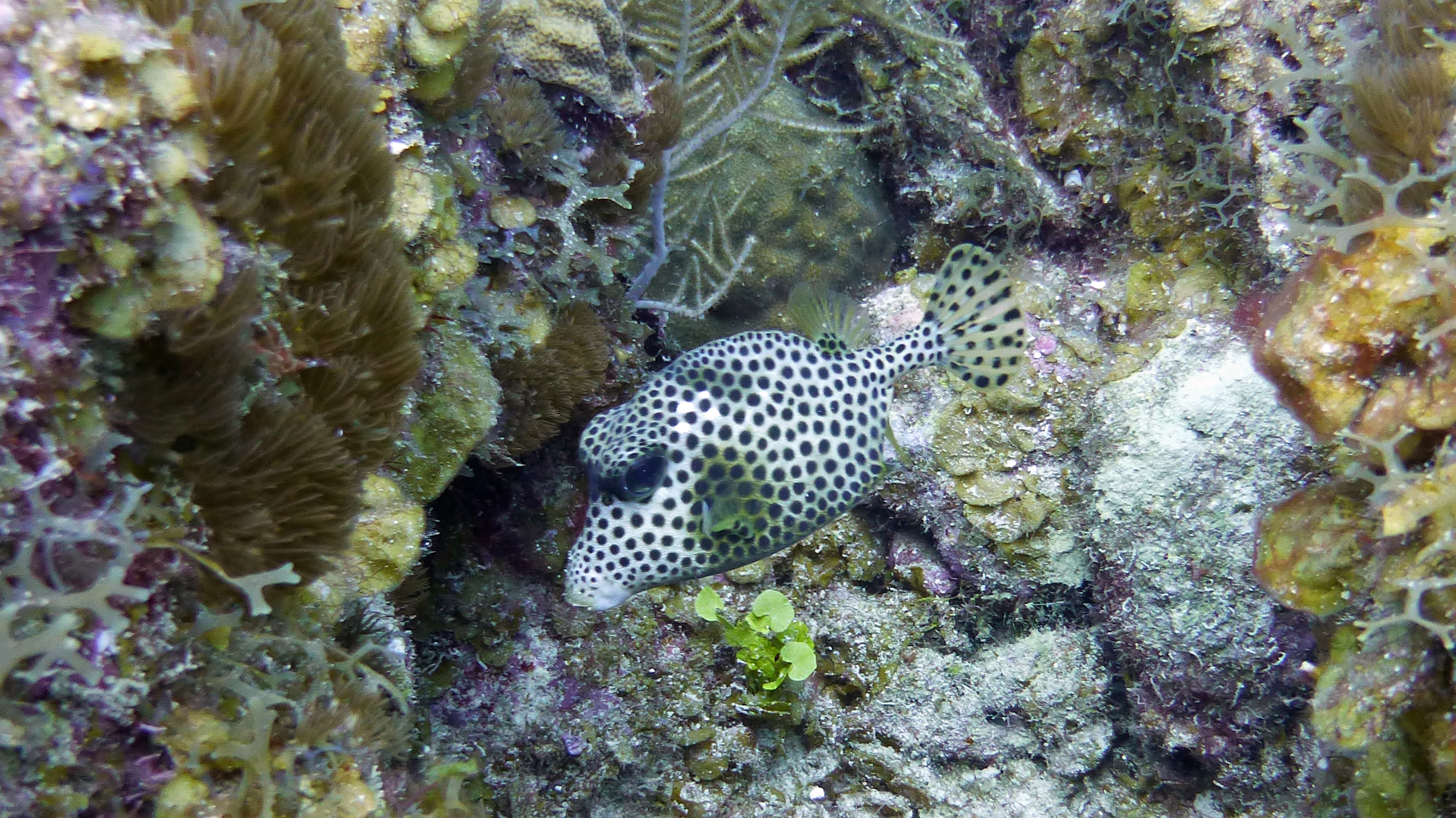 Spotted trunkfish, Grand Cayman 2017.