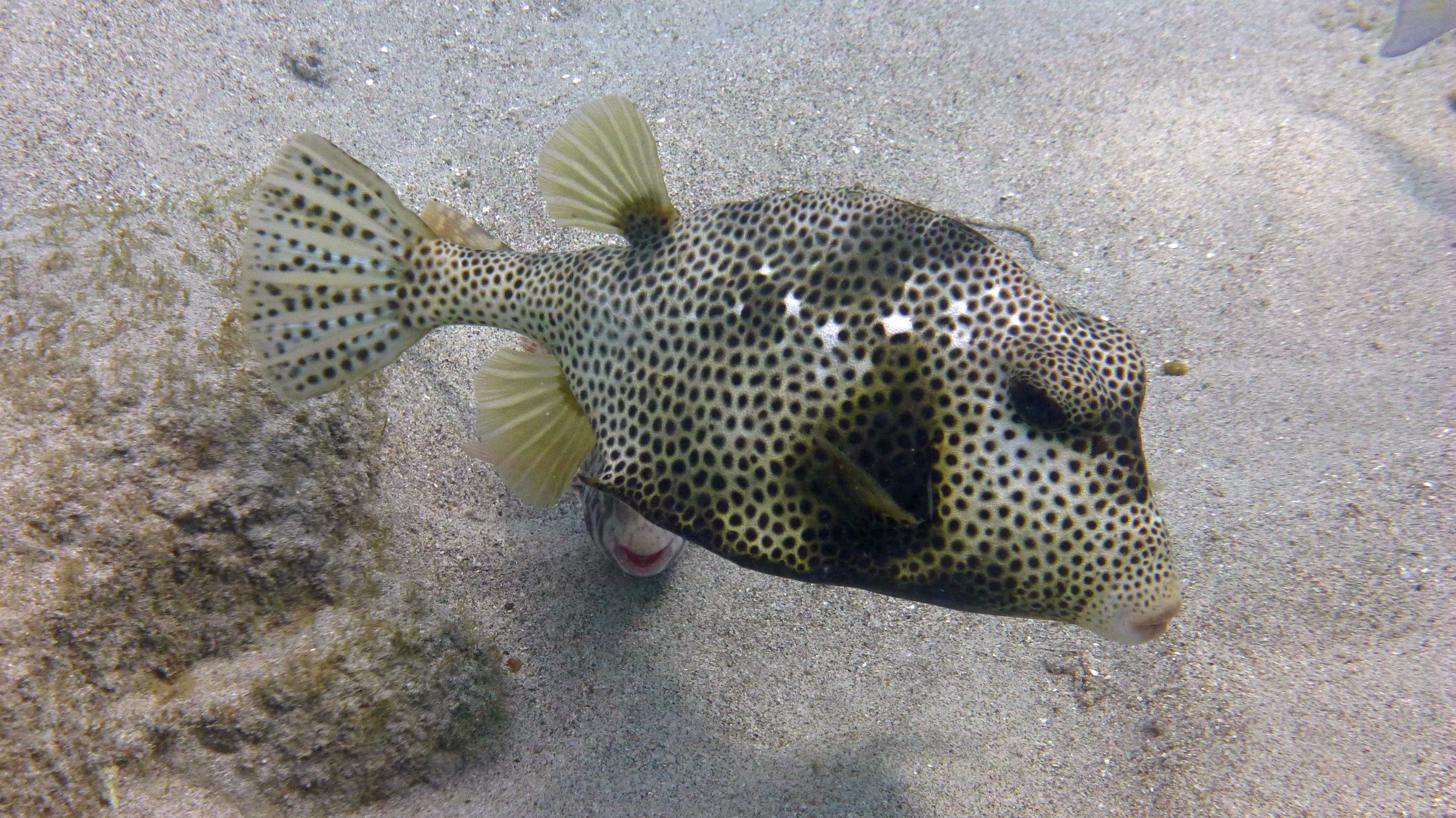 Spotted trunkfish, Curacao 2018.