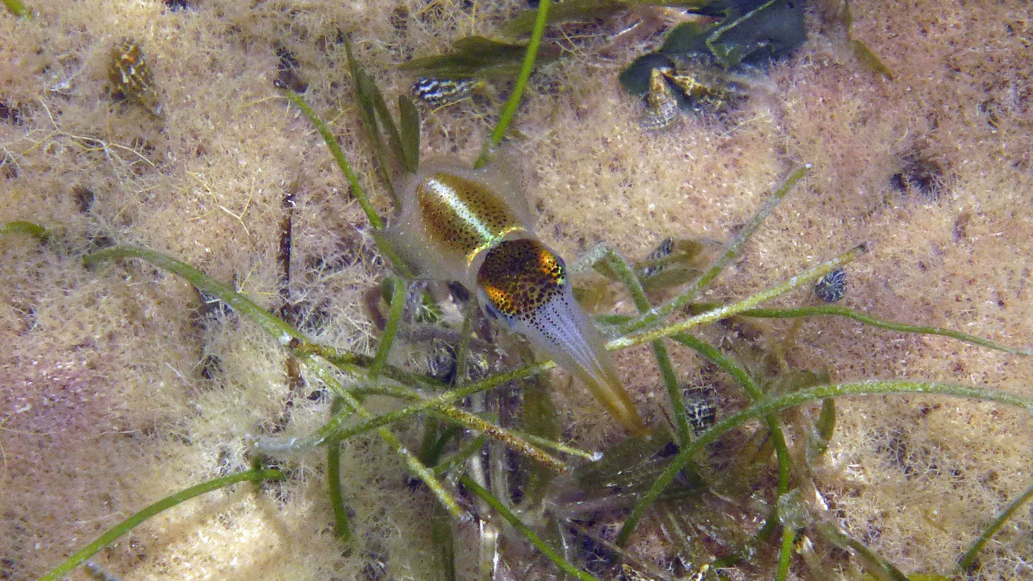 Squid, St. John's 2017.