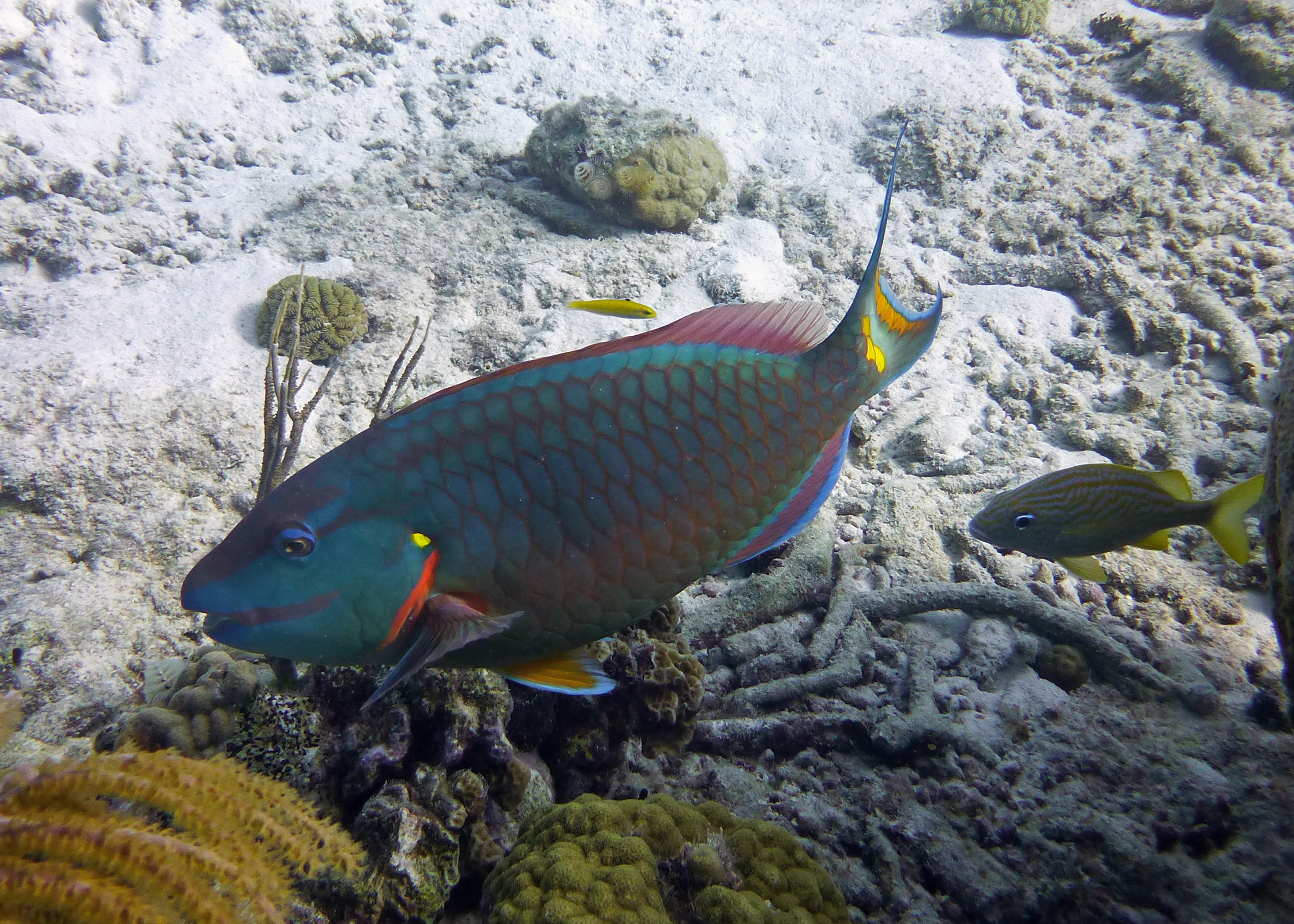 Stoplight parrotfish, Bonaire 2017.