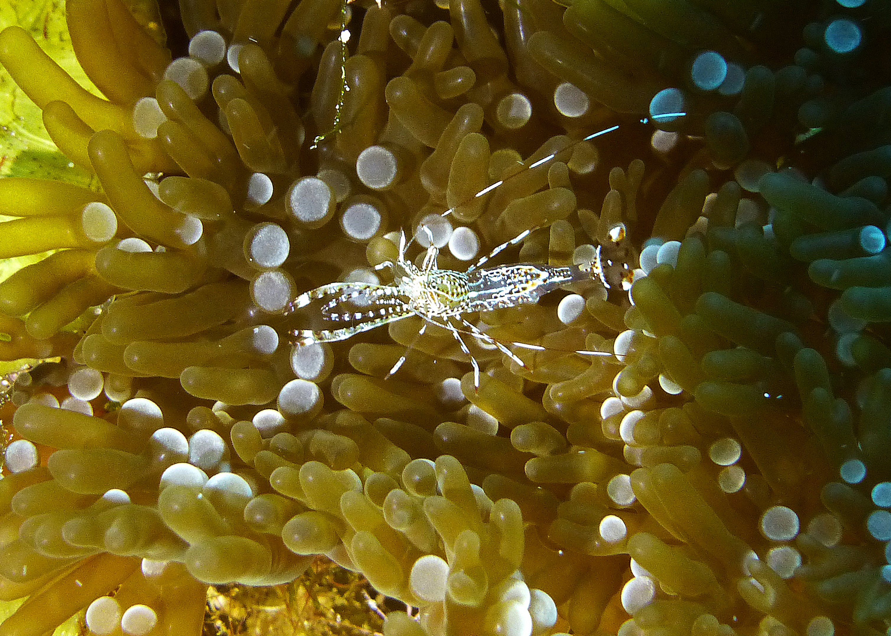 Sun anemone cleaning shrimp, Turks and Caicos, 2025.