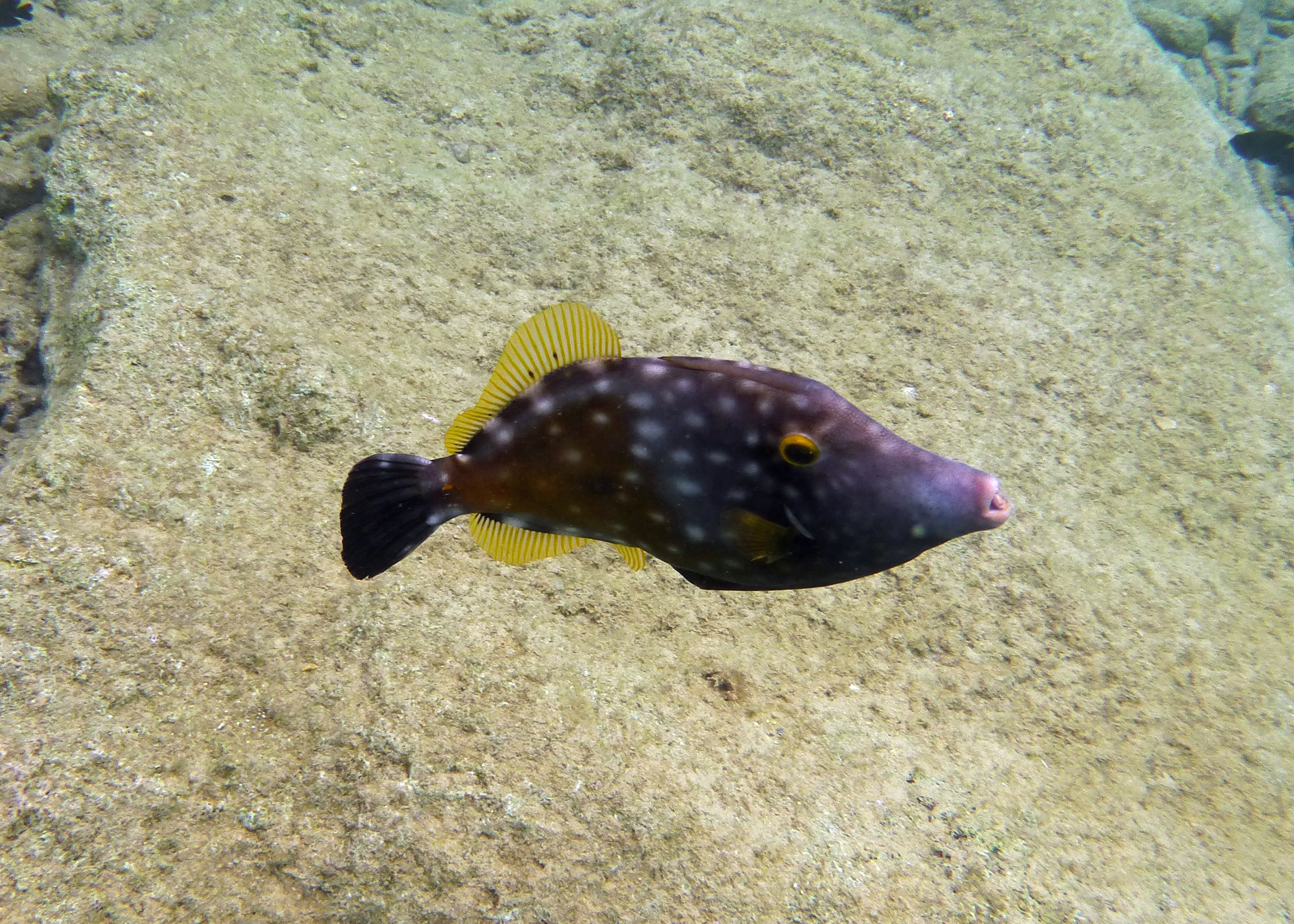 Whitespotted filefish, Bonaire 2017.