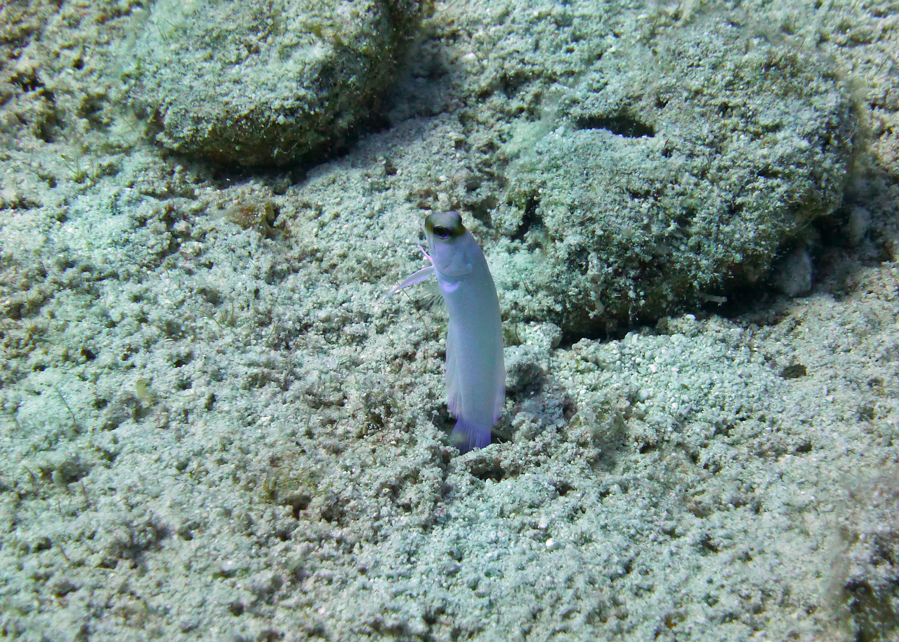 Yellowhead jawfish, Turks and Caicos, 2025.