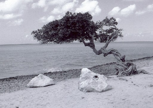 Divi divi tree.