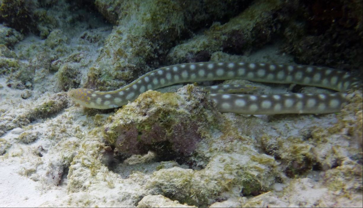 Sharptail eel, Bonaire 2018.