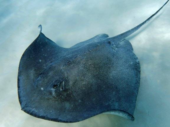 Southern stingray, Grand Cayman 2017.