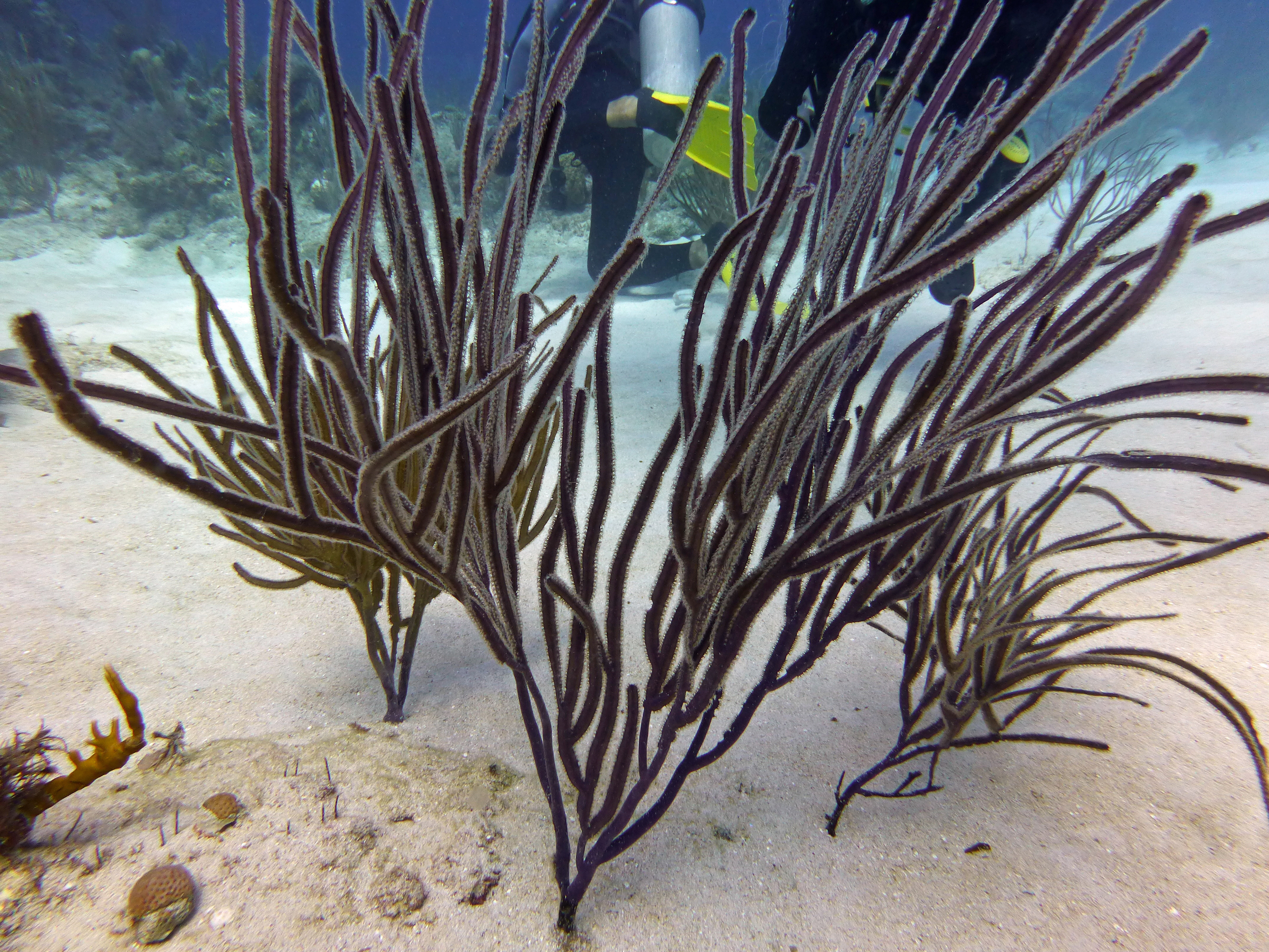 Angular sea whip, Roatan 2019.